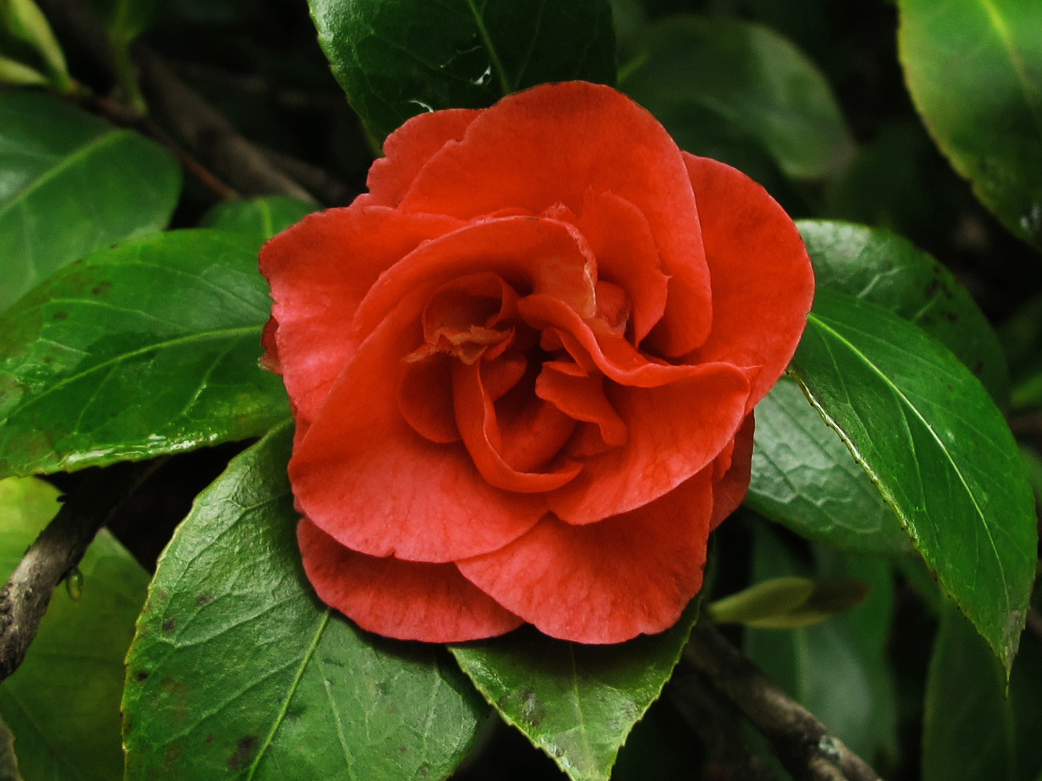 Camelia (13423639673)