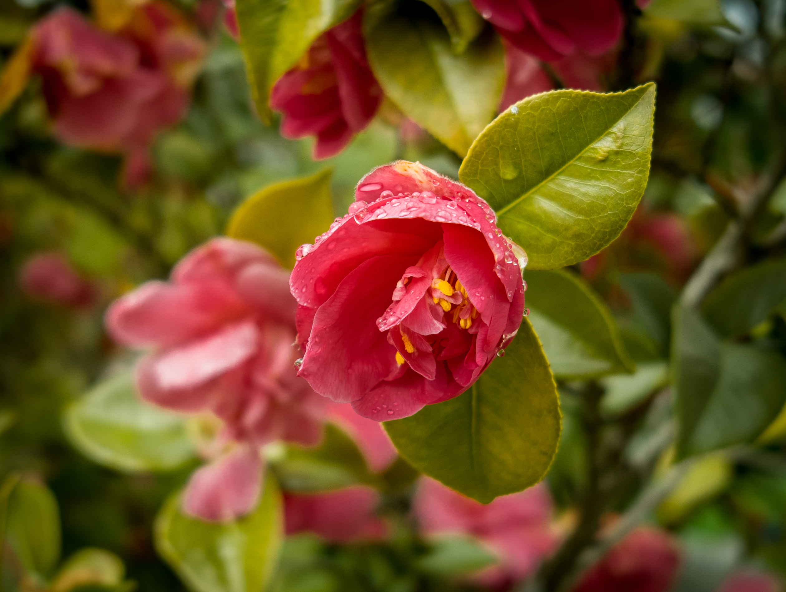 Camellia after a rain shower