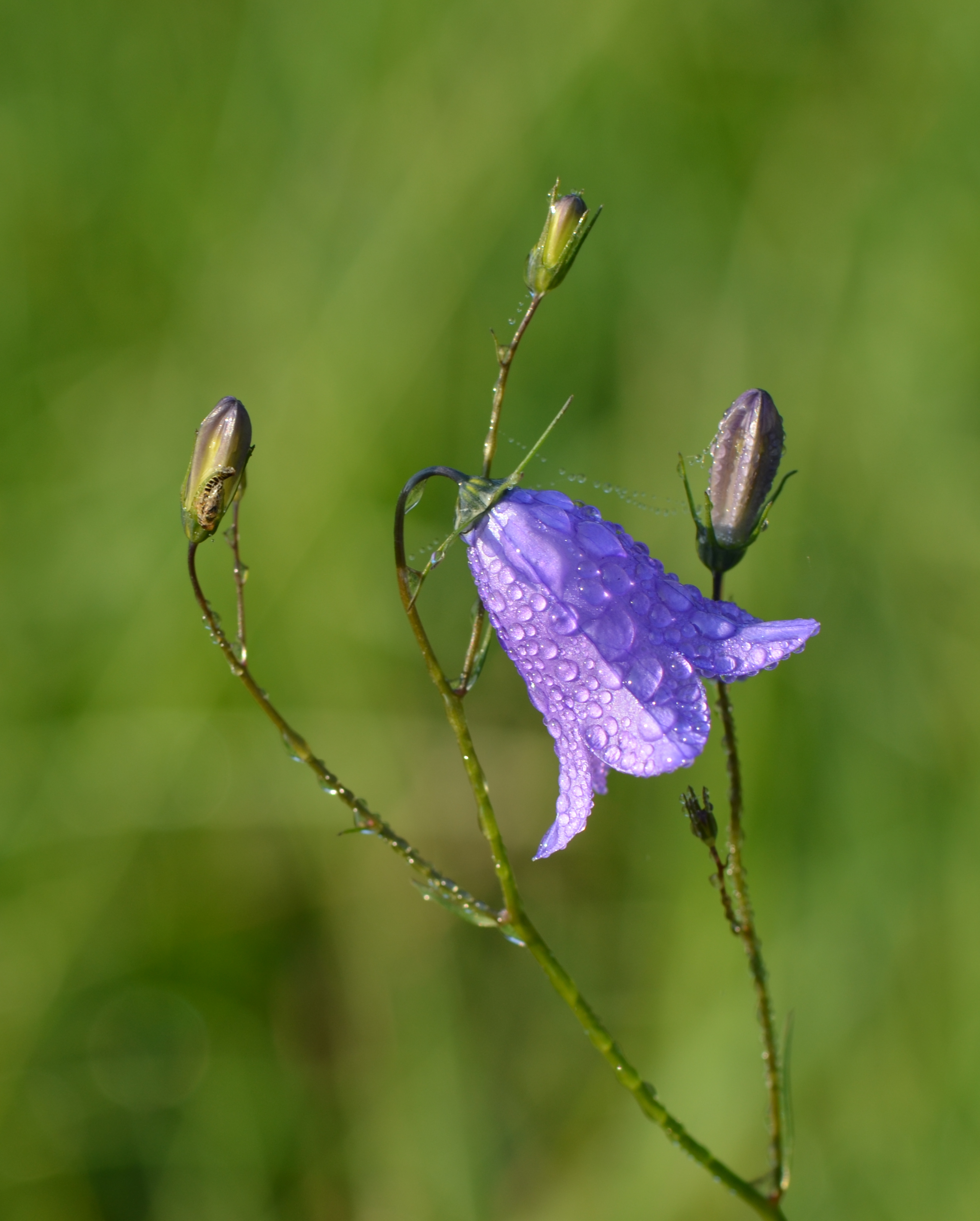 Campanula - bellflower - bluebell - Glockenblume 03