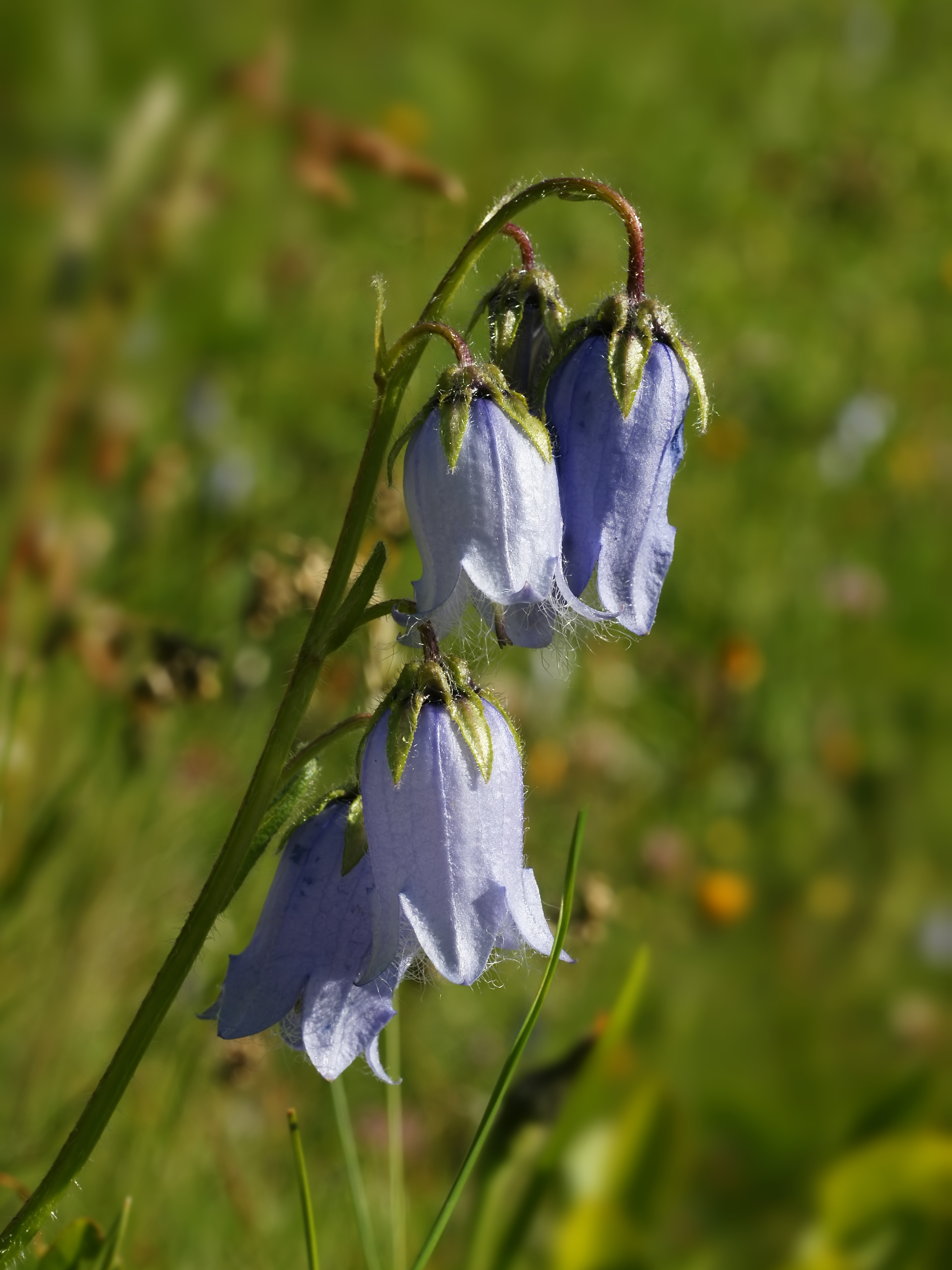 Campanula barbata (flowers)