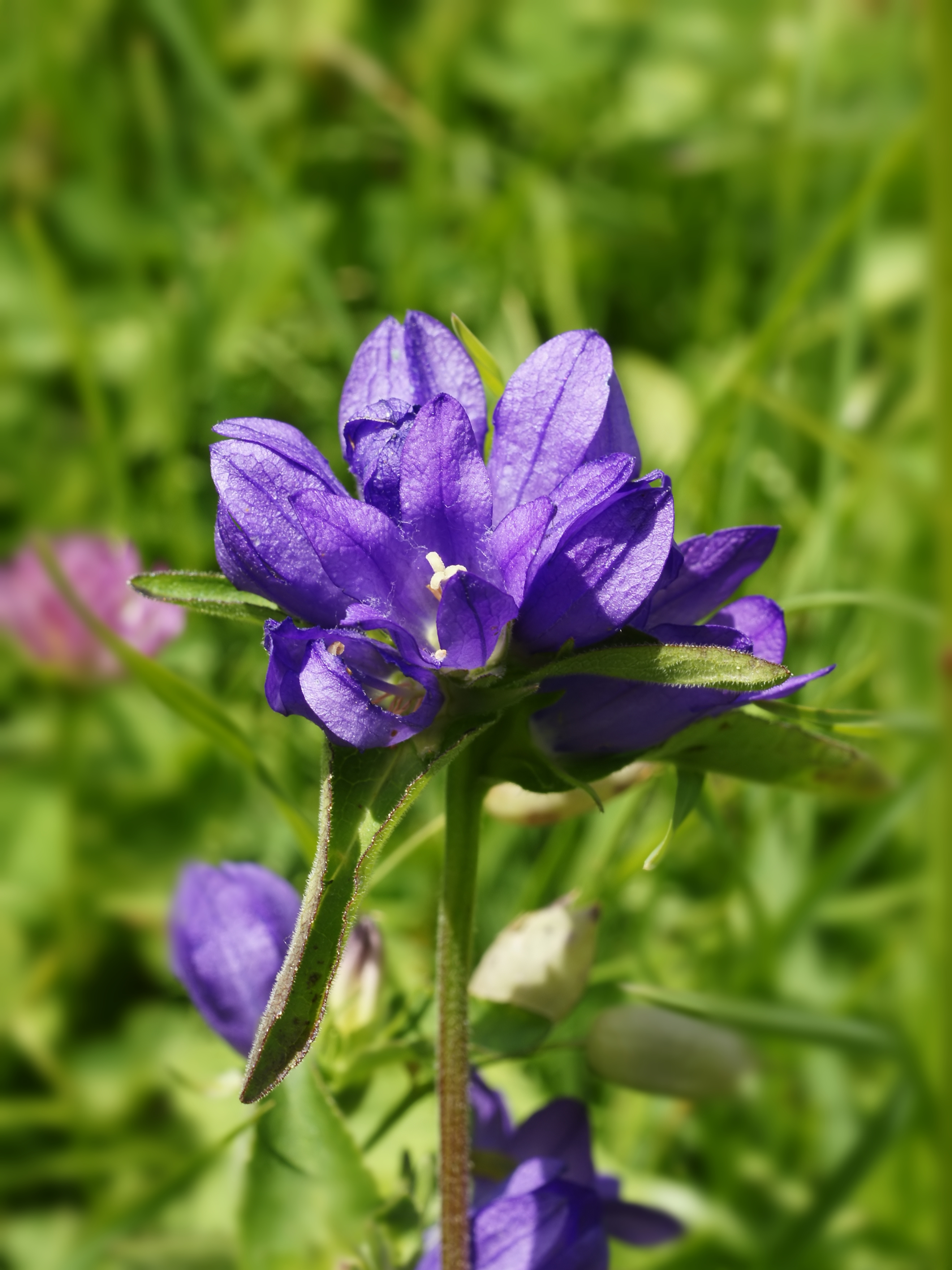 Campanula glomerata (flowers)