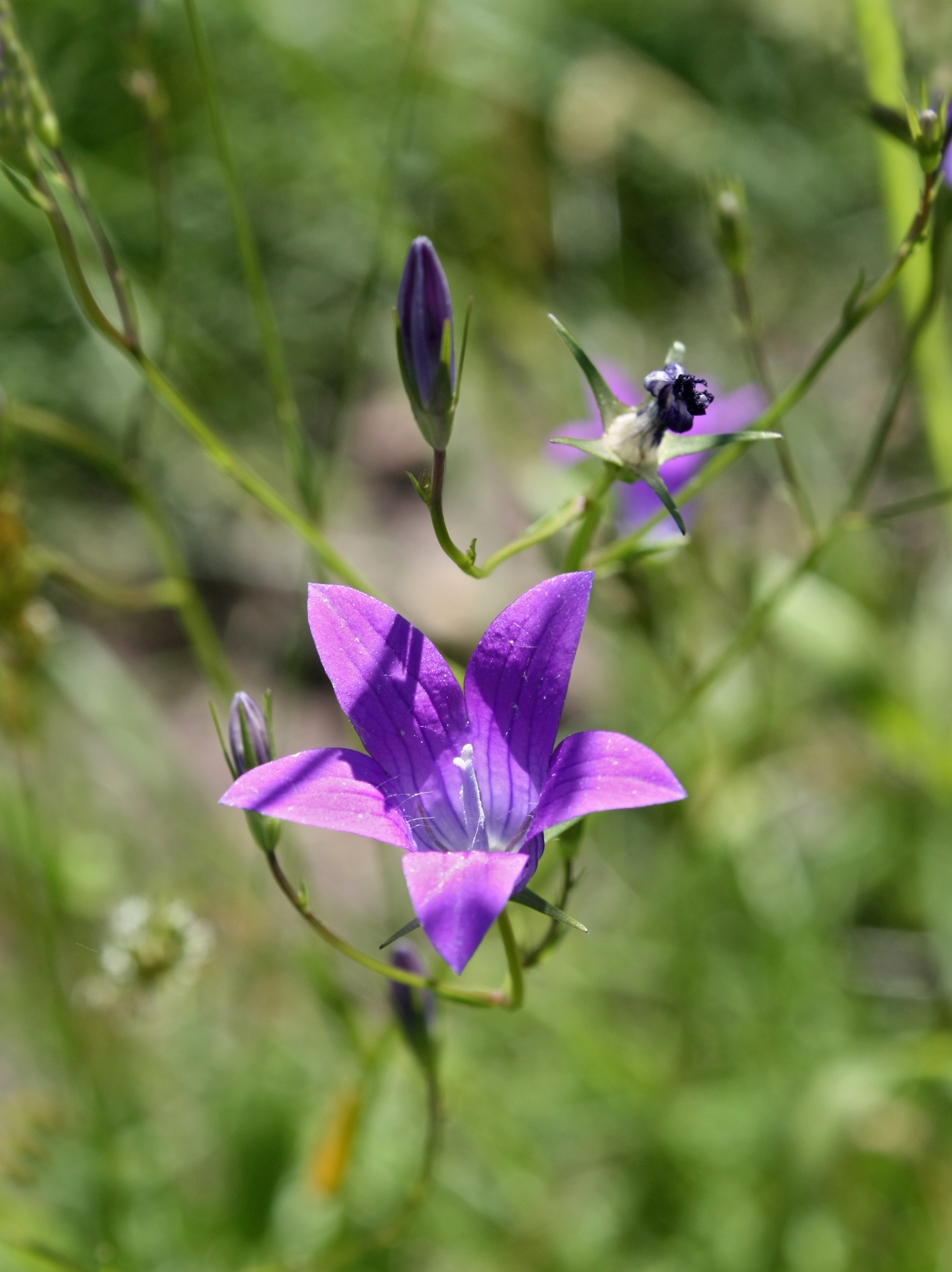 Campanula patula - Bialowieza