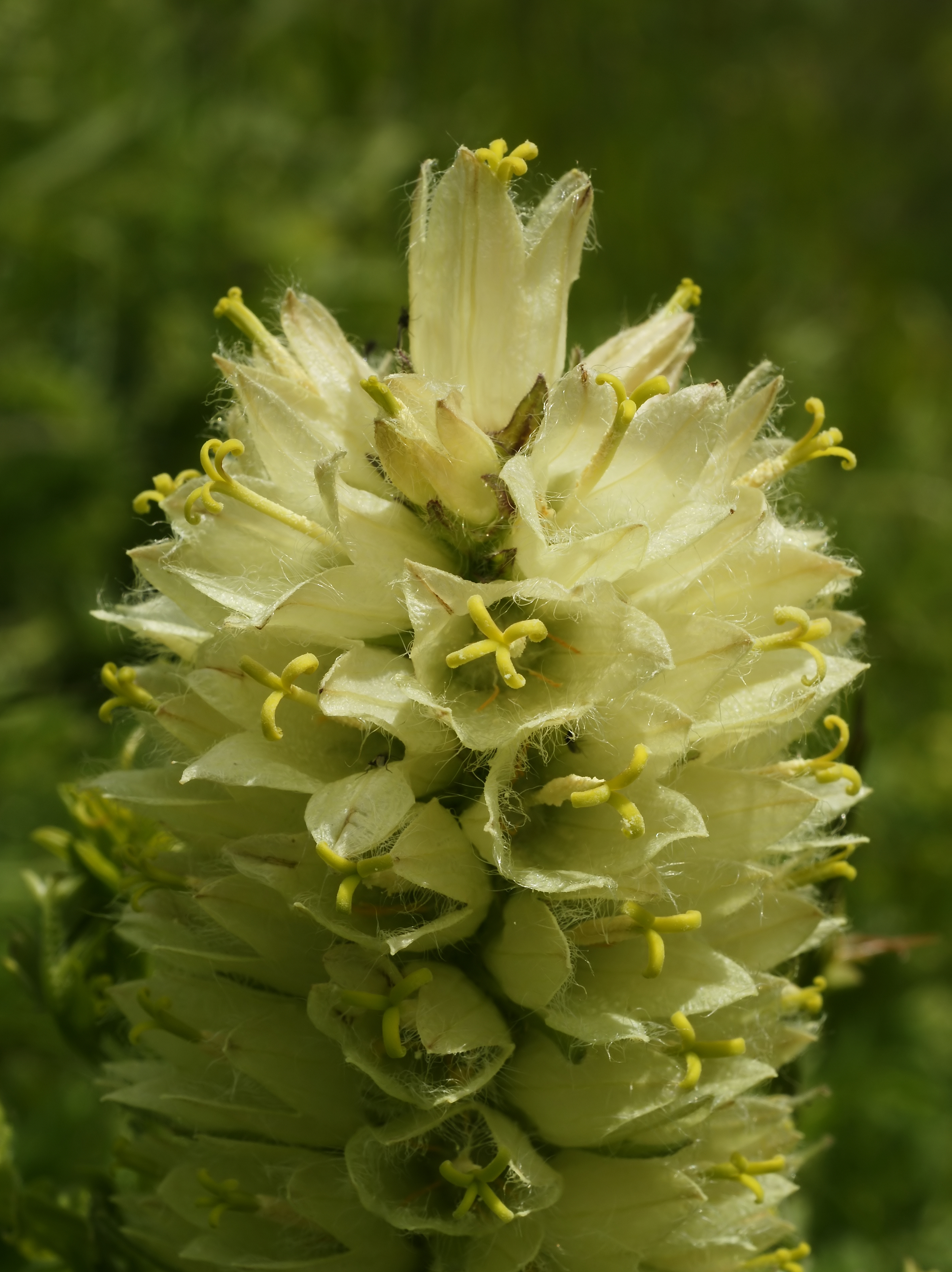 Campanula thyrsoides (flower spike)