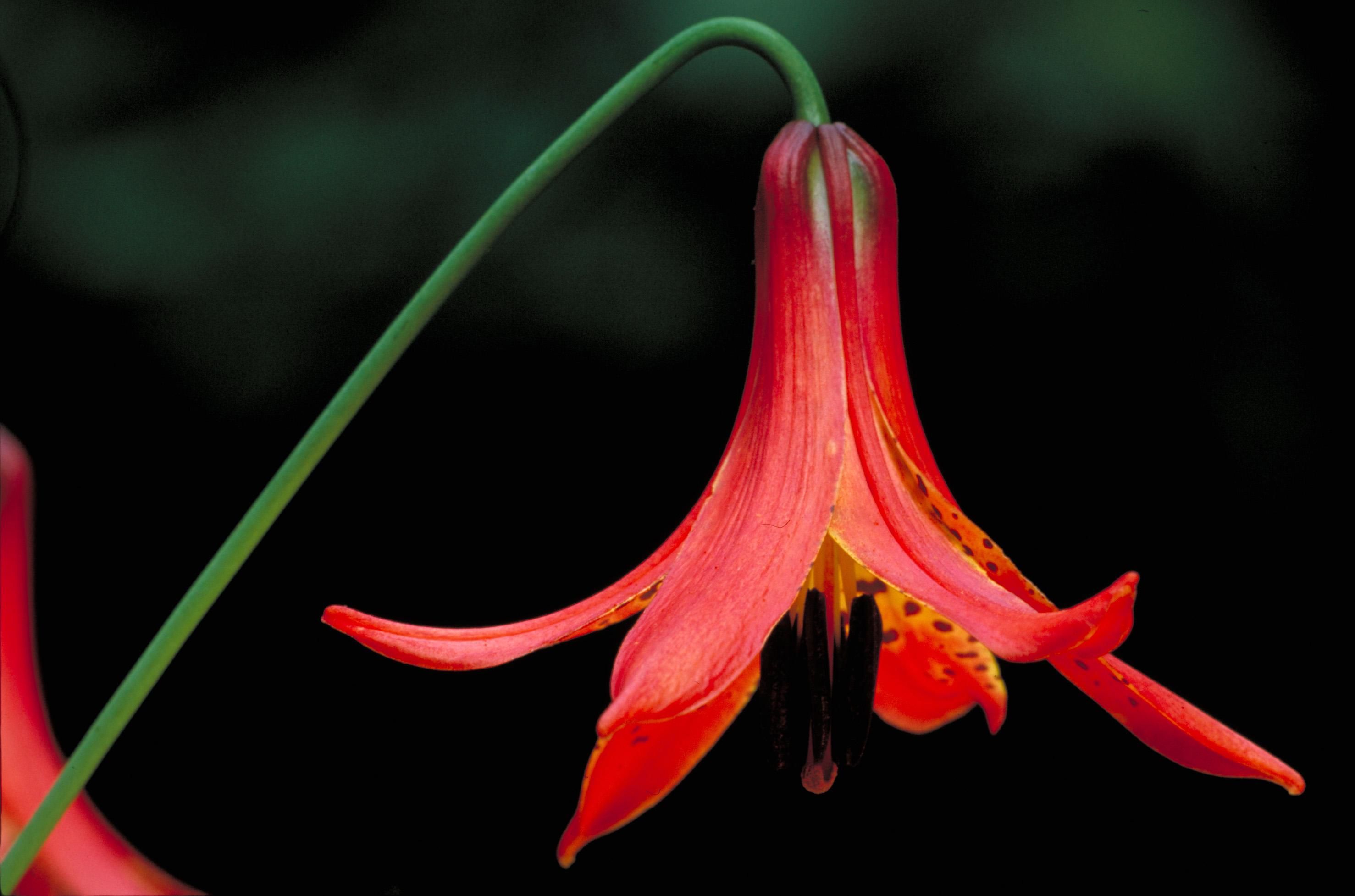 Canada lily