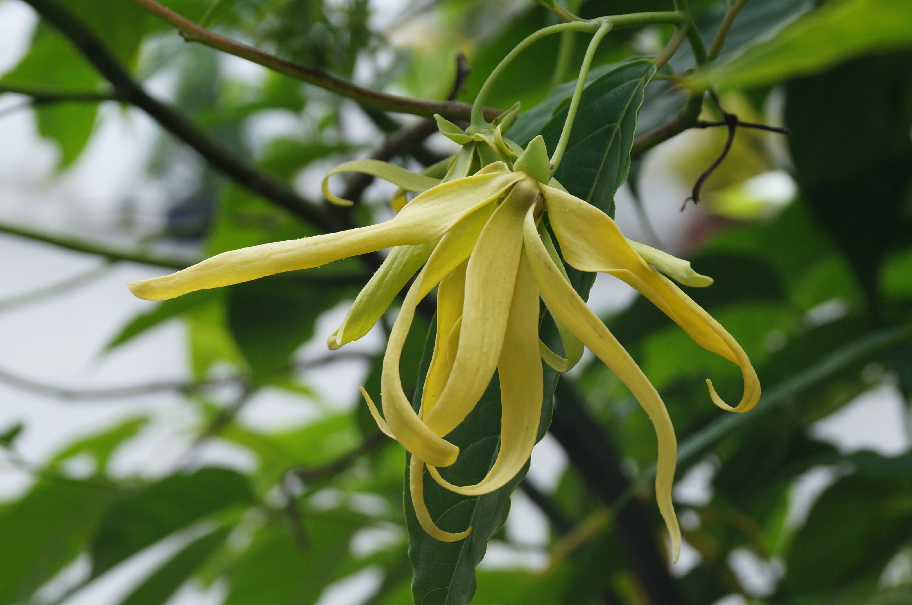Cananga odorata 02