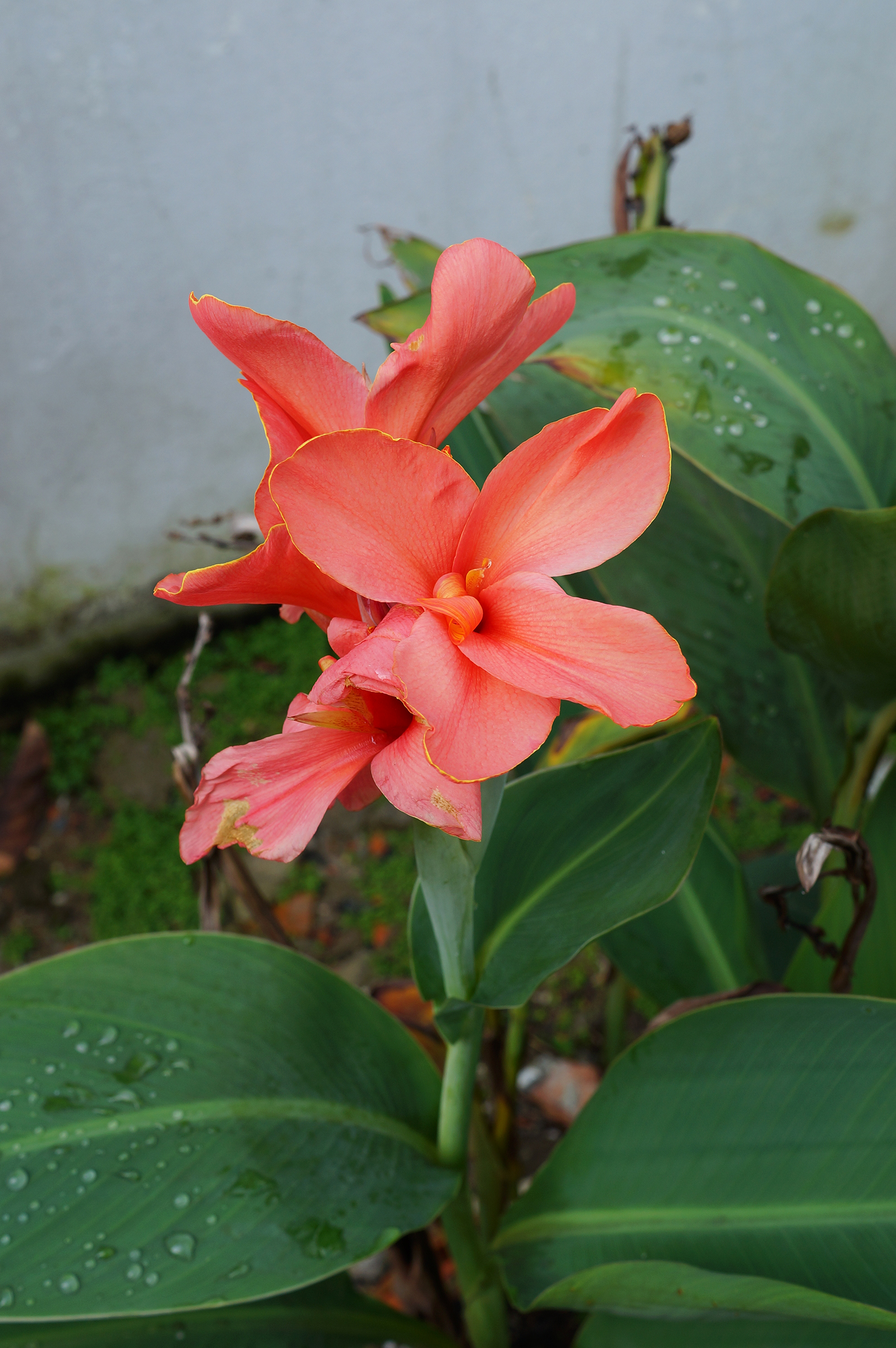 Canna × generalis 06