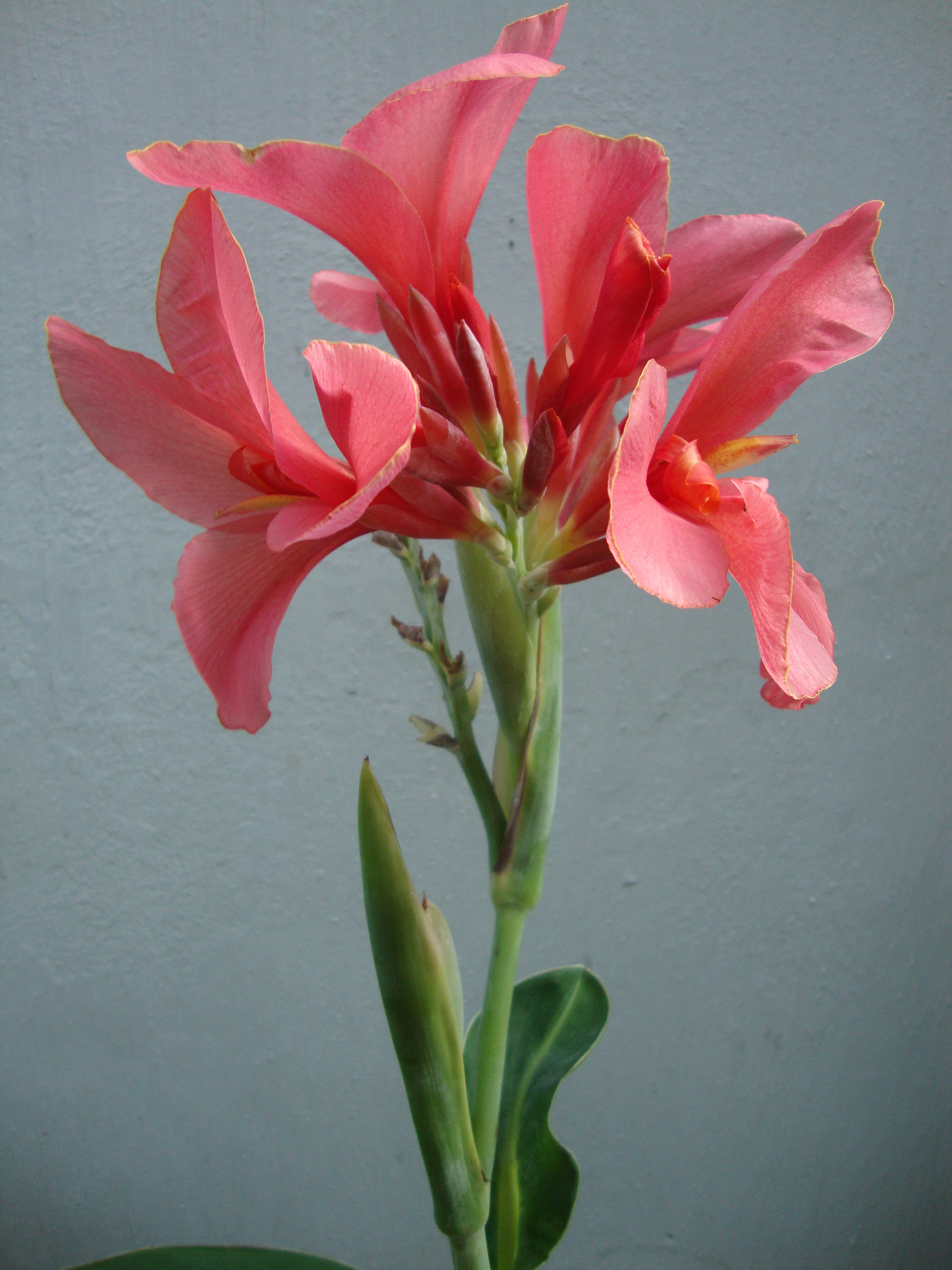 Canna × generalis (5)