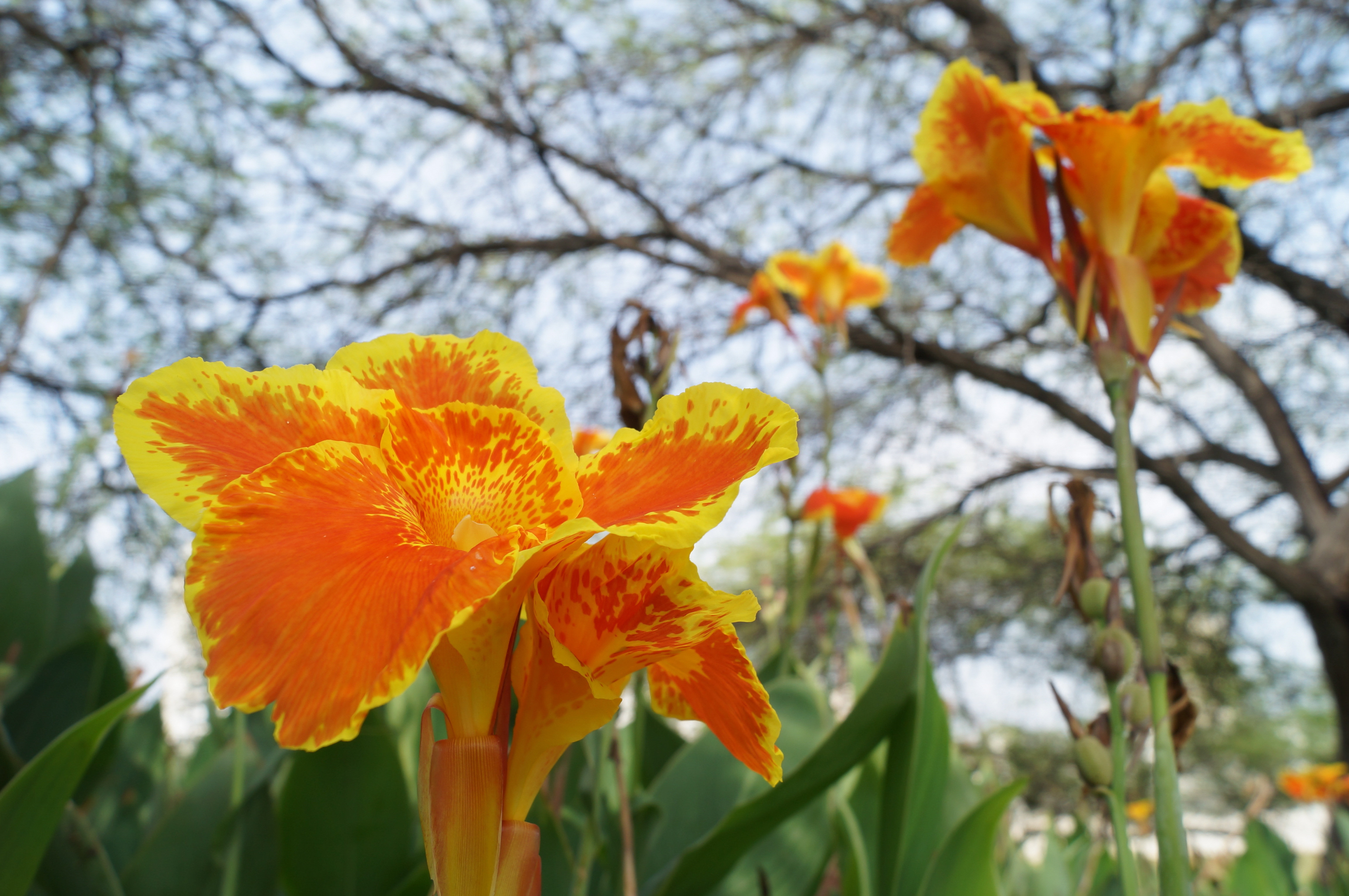 Canna × generalis IV