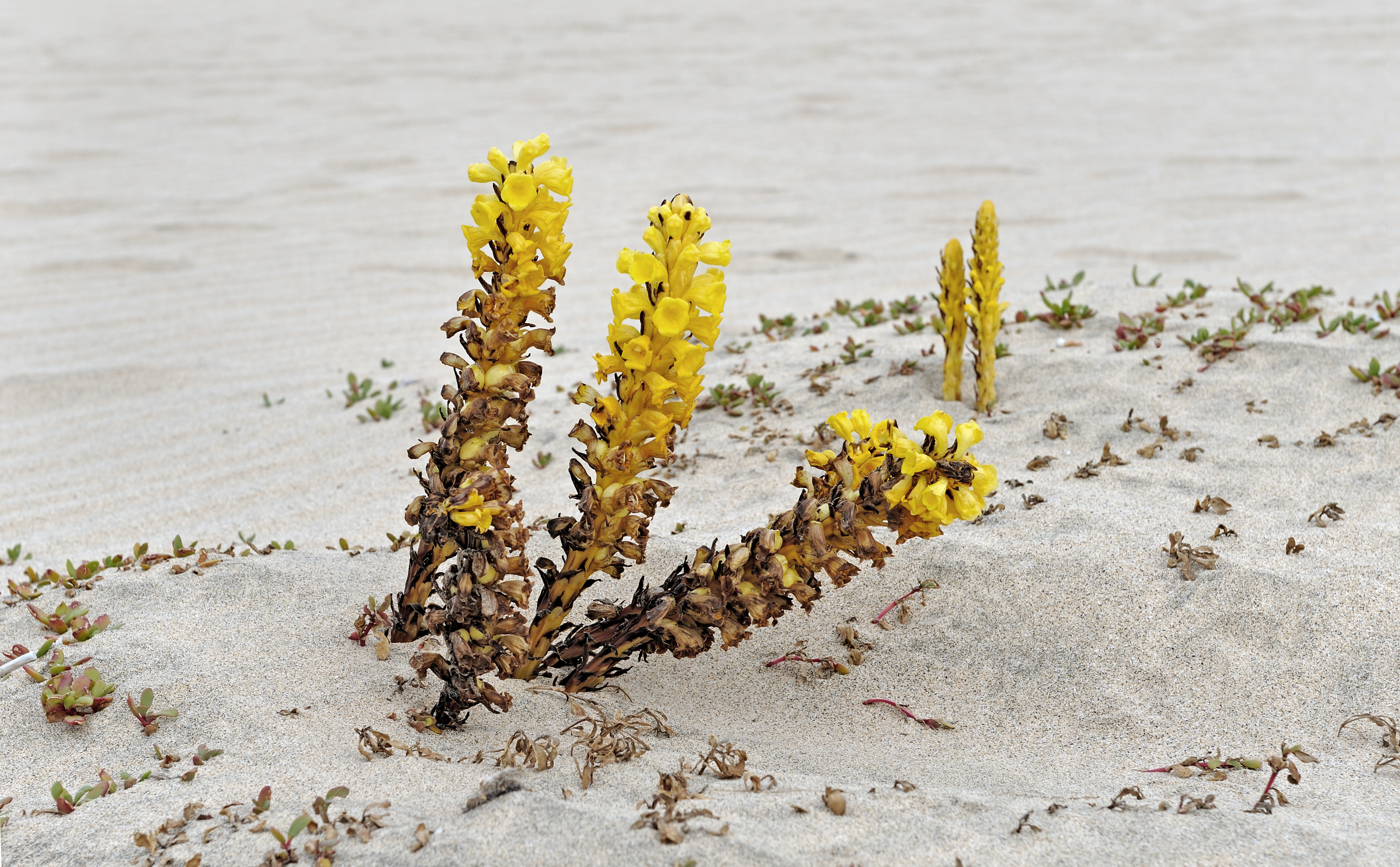 Cape Verde Sal Strandspargel