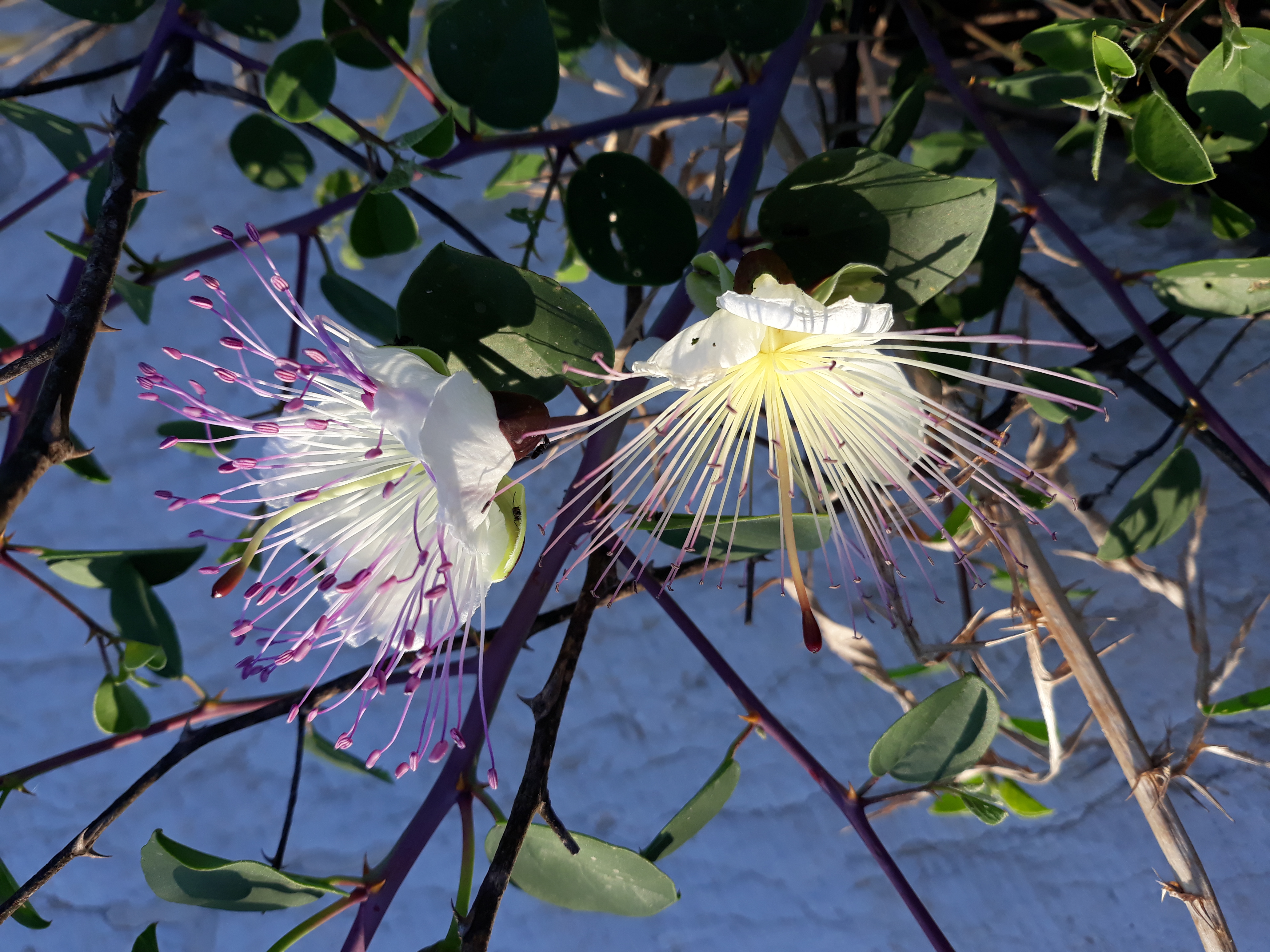 Caper flowers 20180530