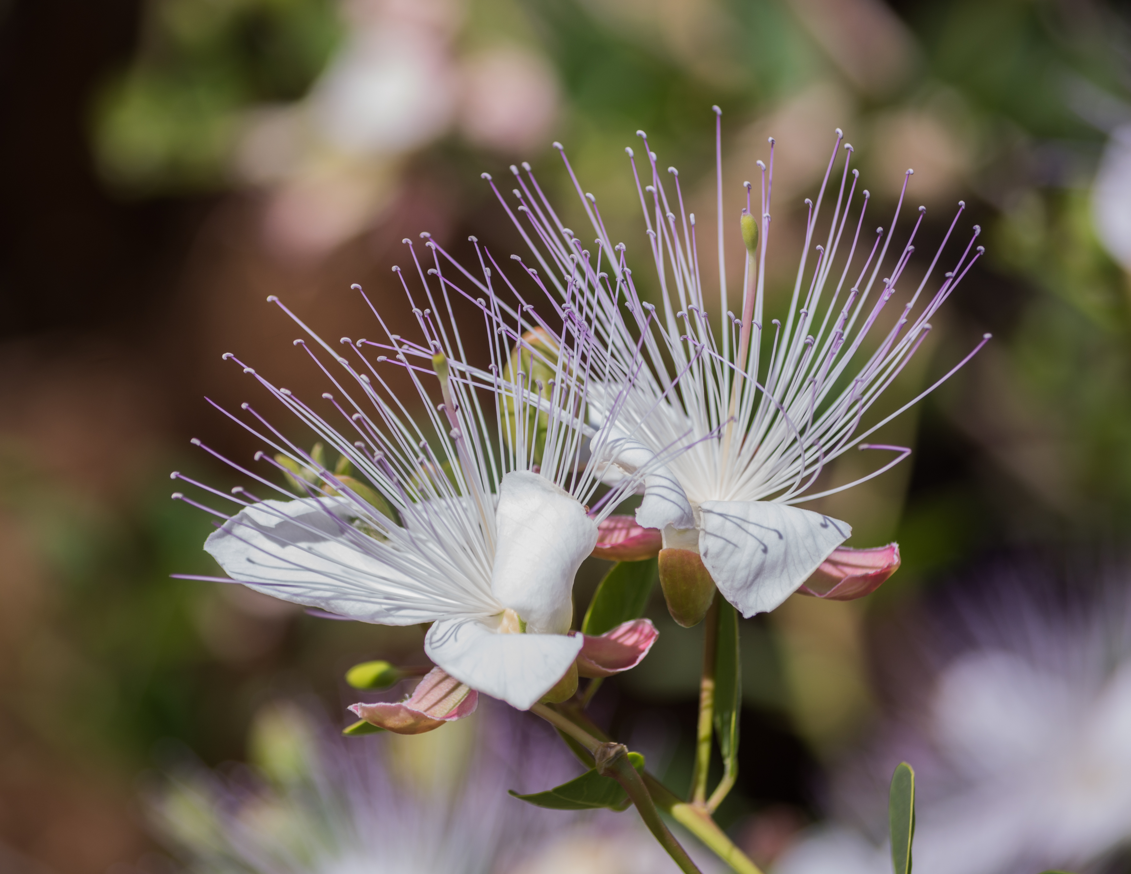 Capparis spinosa Ichkeul National Parc