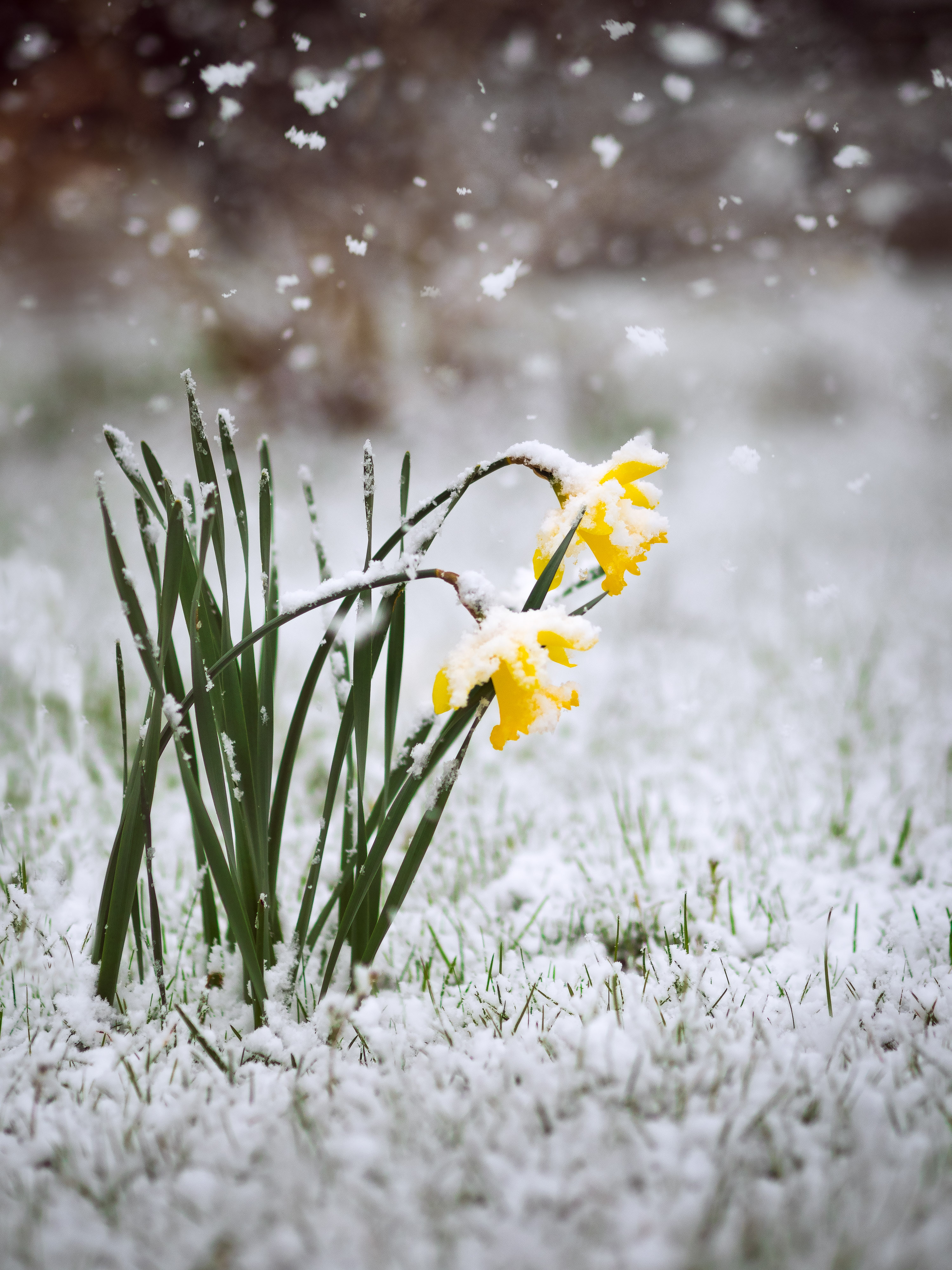 Capricious April