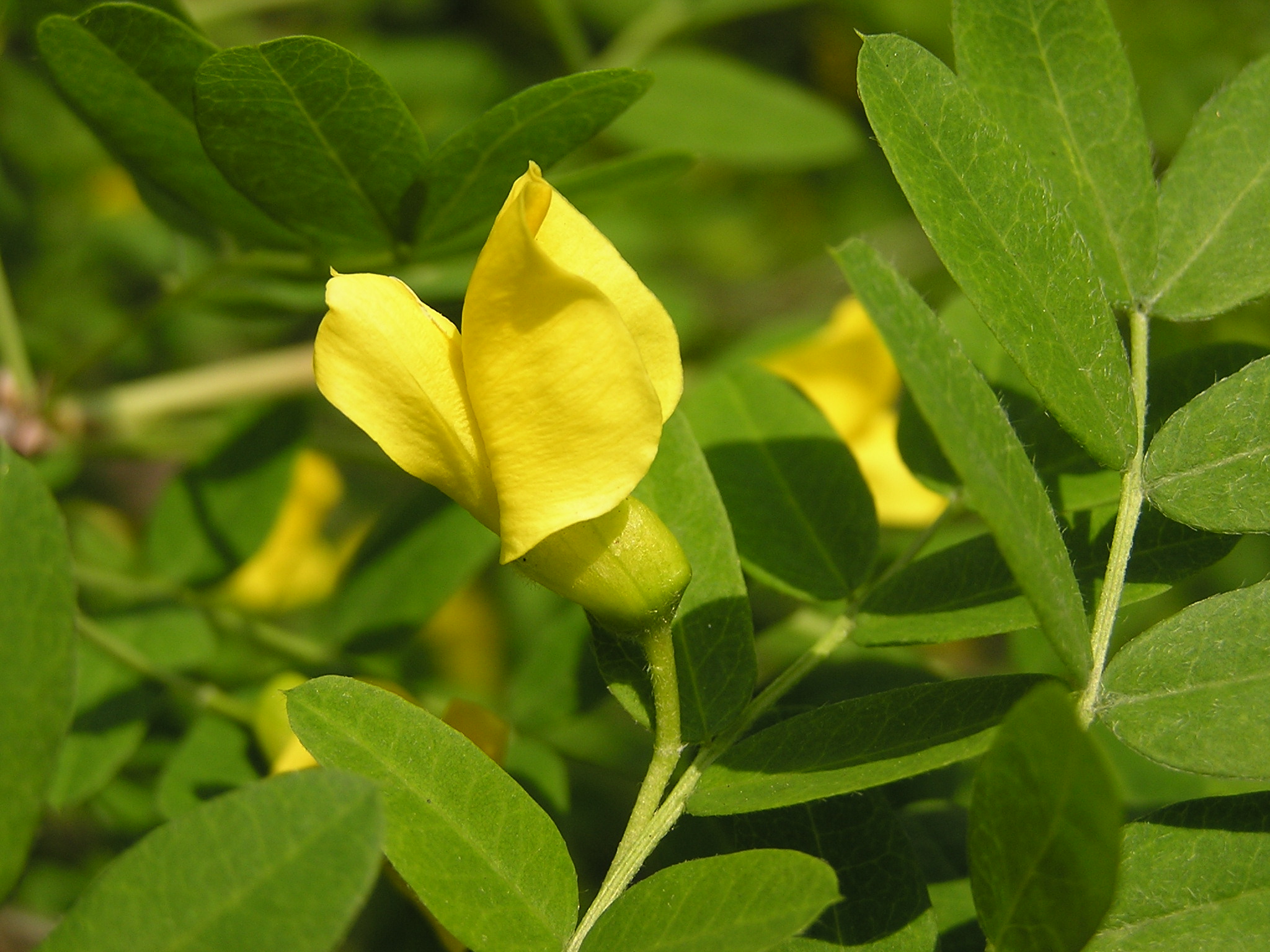 Caragana arborescens flower