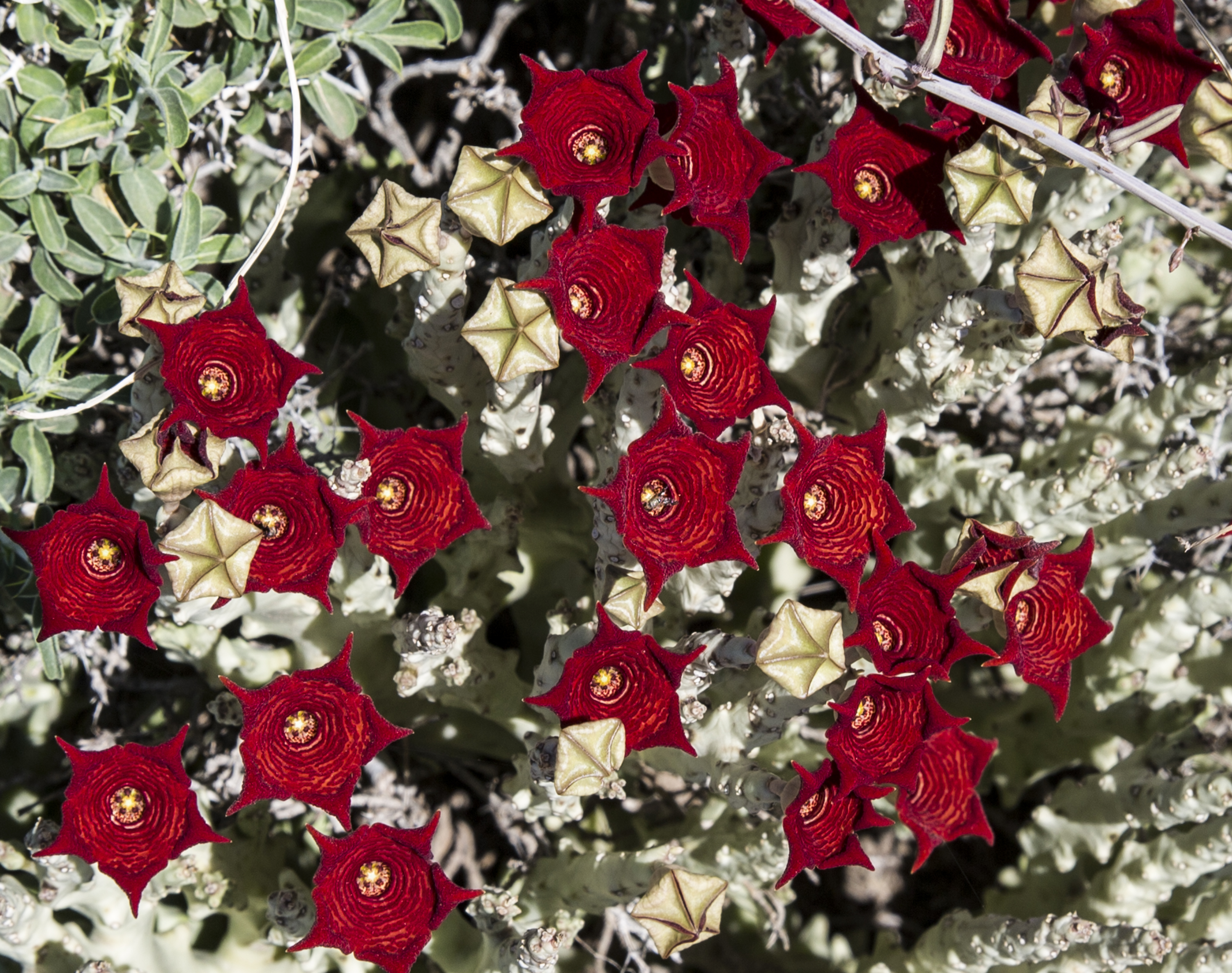 Caralluma socotrana 02