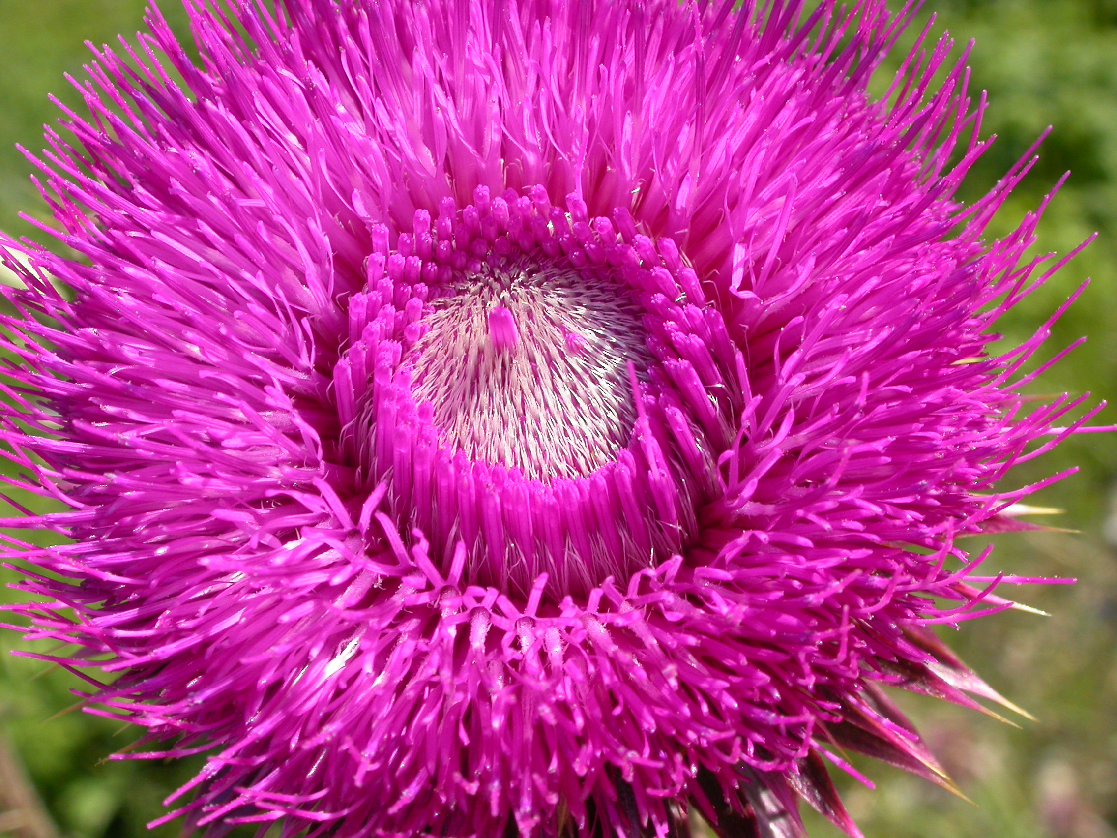 Carduus nutans (3811953952)