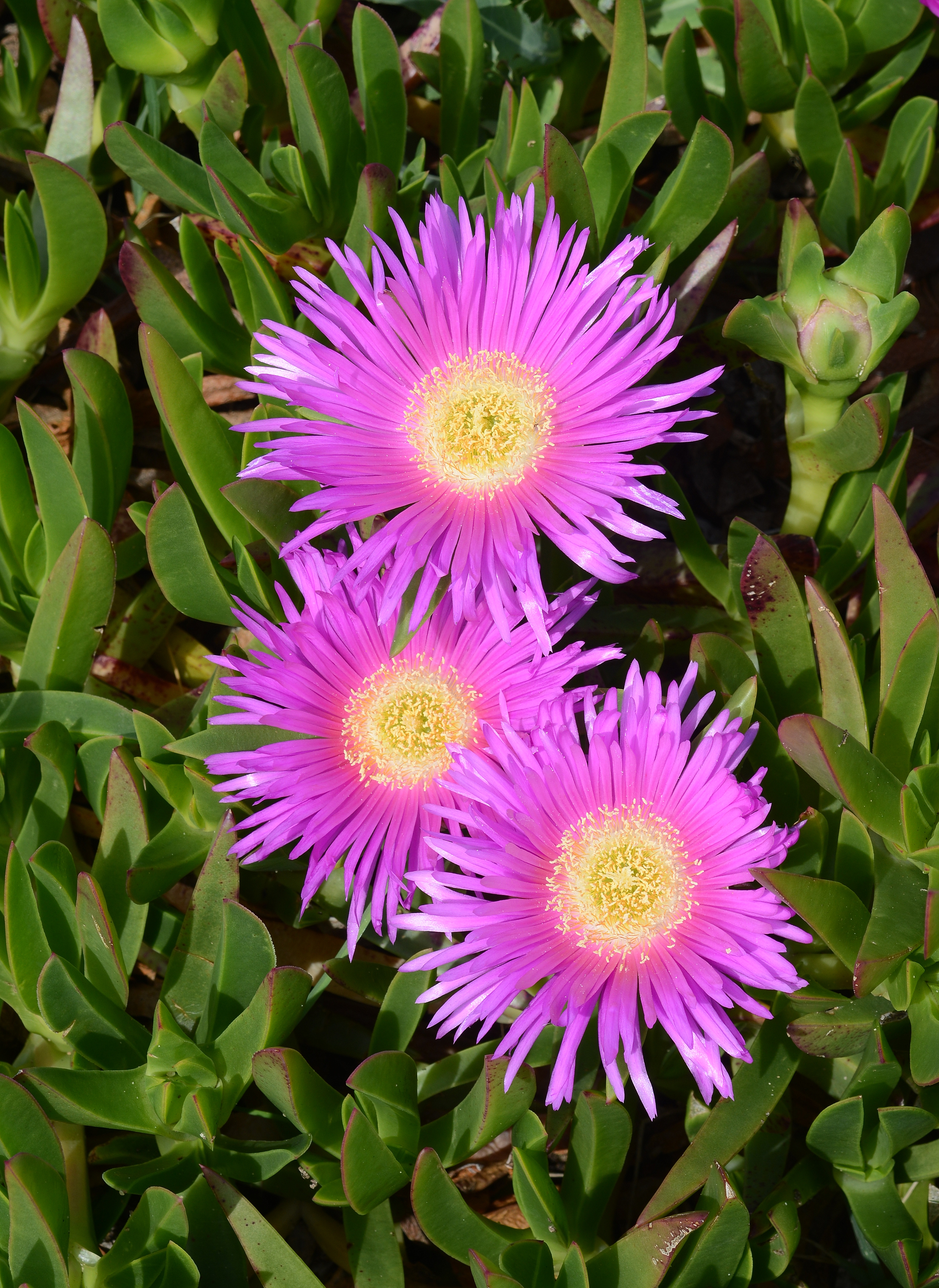 Carpobrotus April 2013-1
