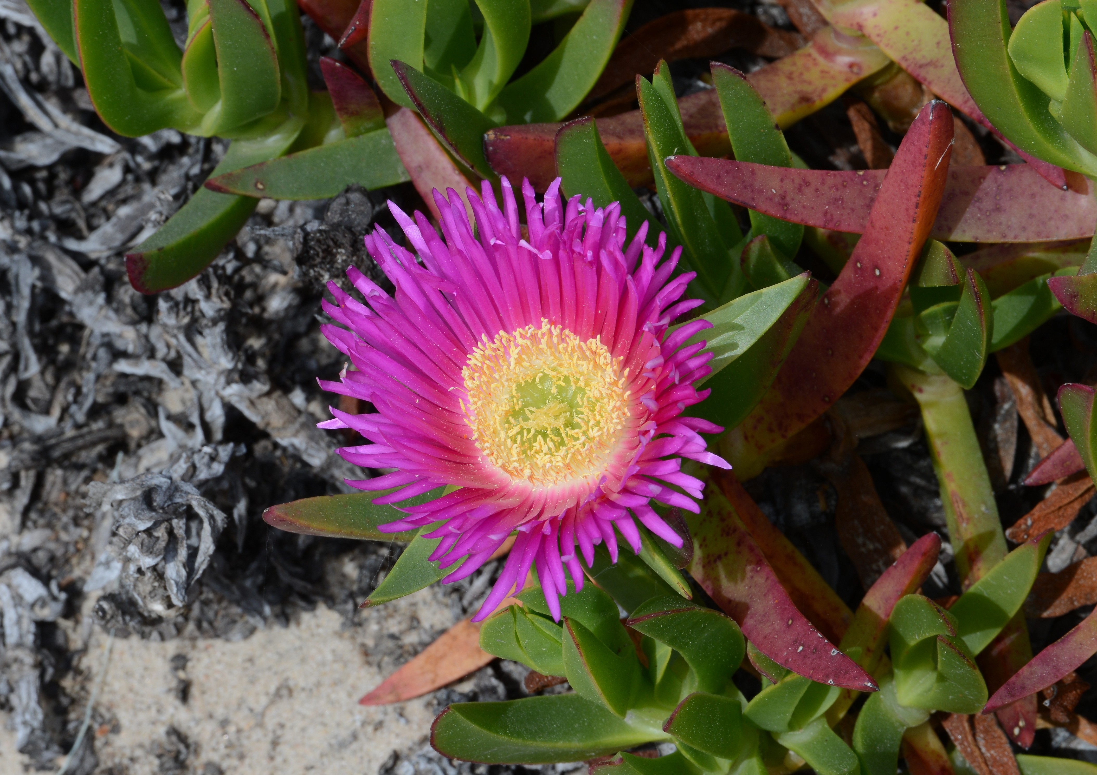 Carpobrotus April 2015-1