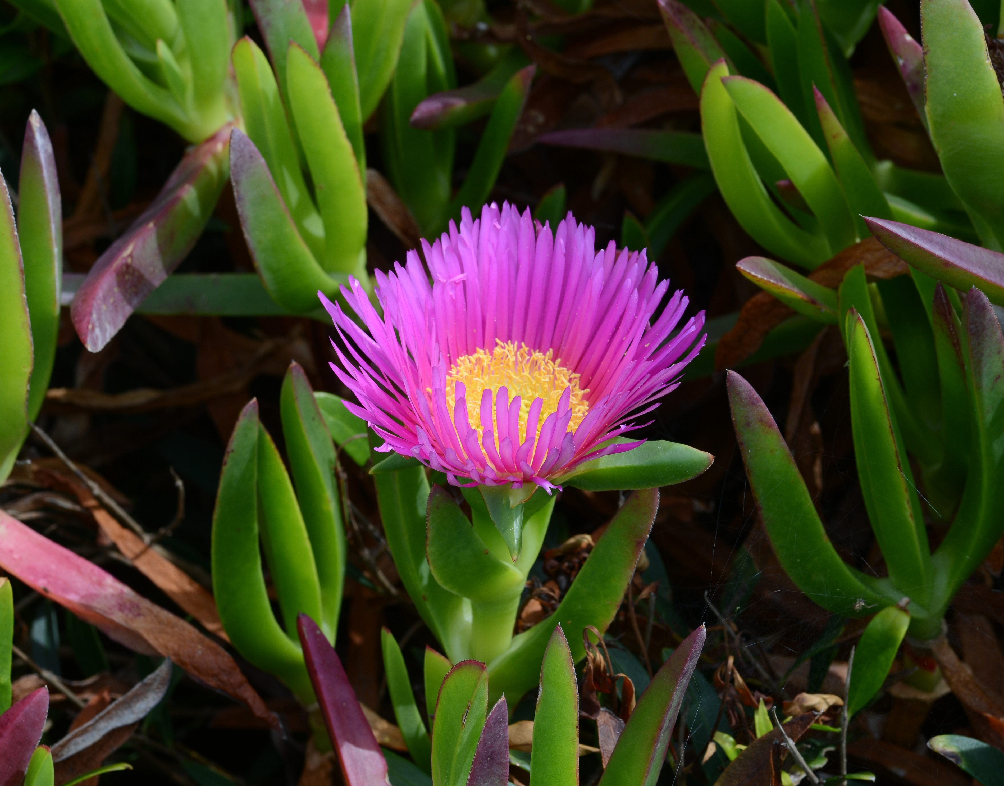 Carpobrotus June 2013-1