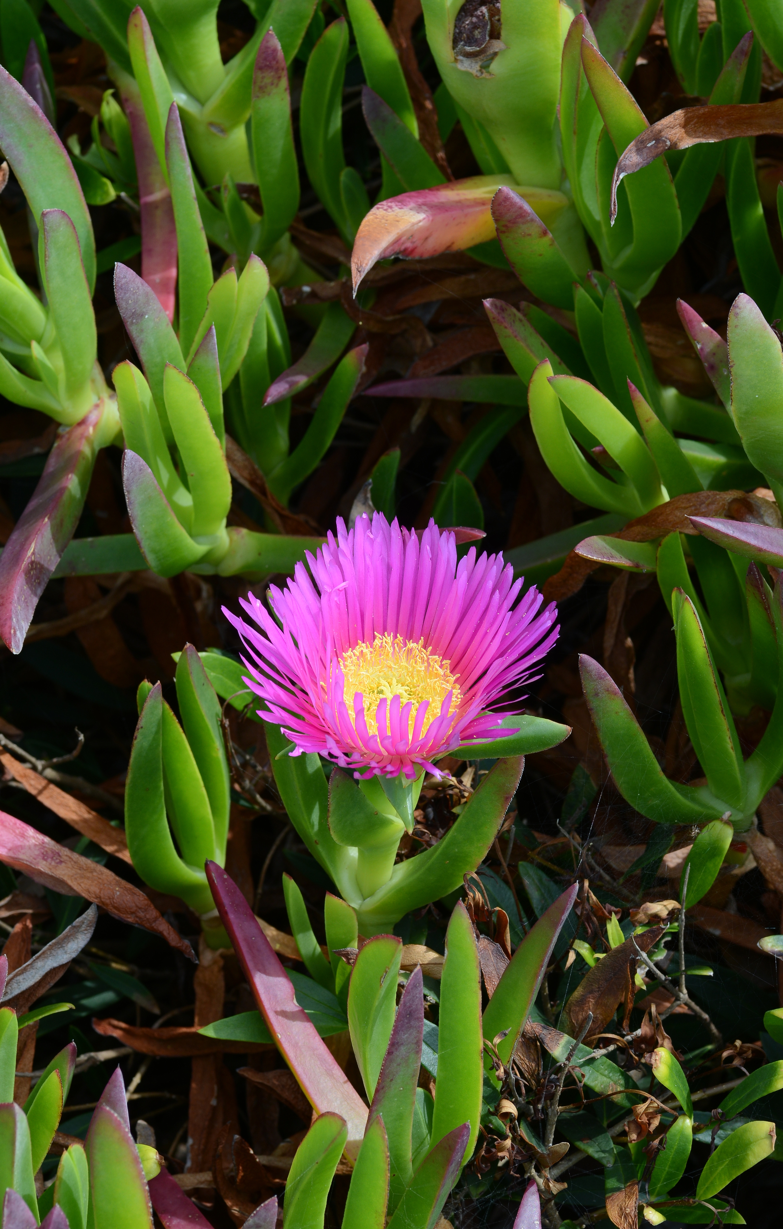 Carpobrotus June 2013-2