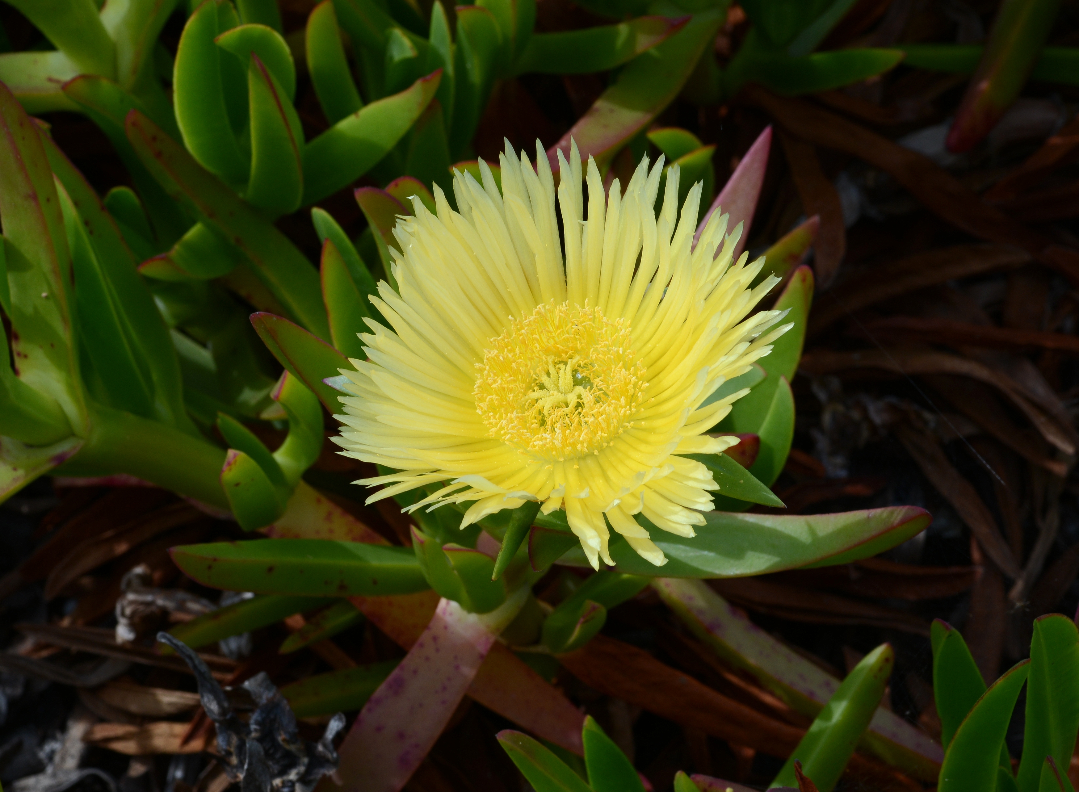 Carpobrotus June 2013-3
