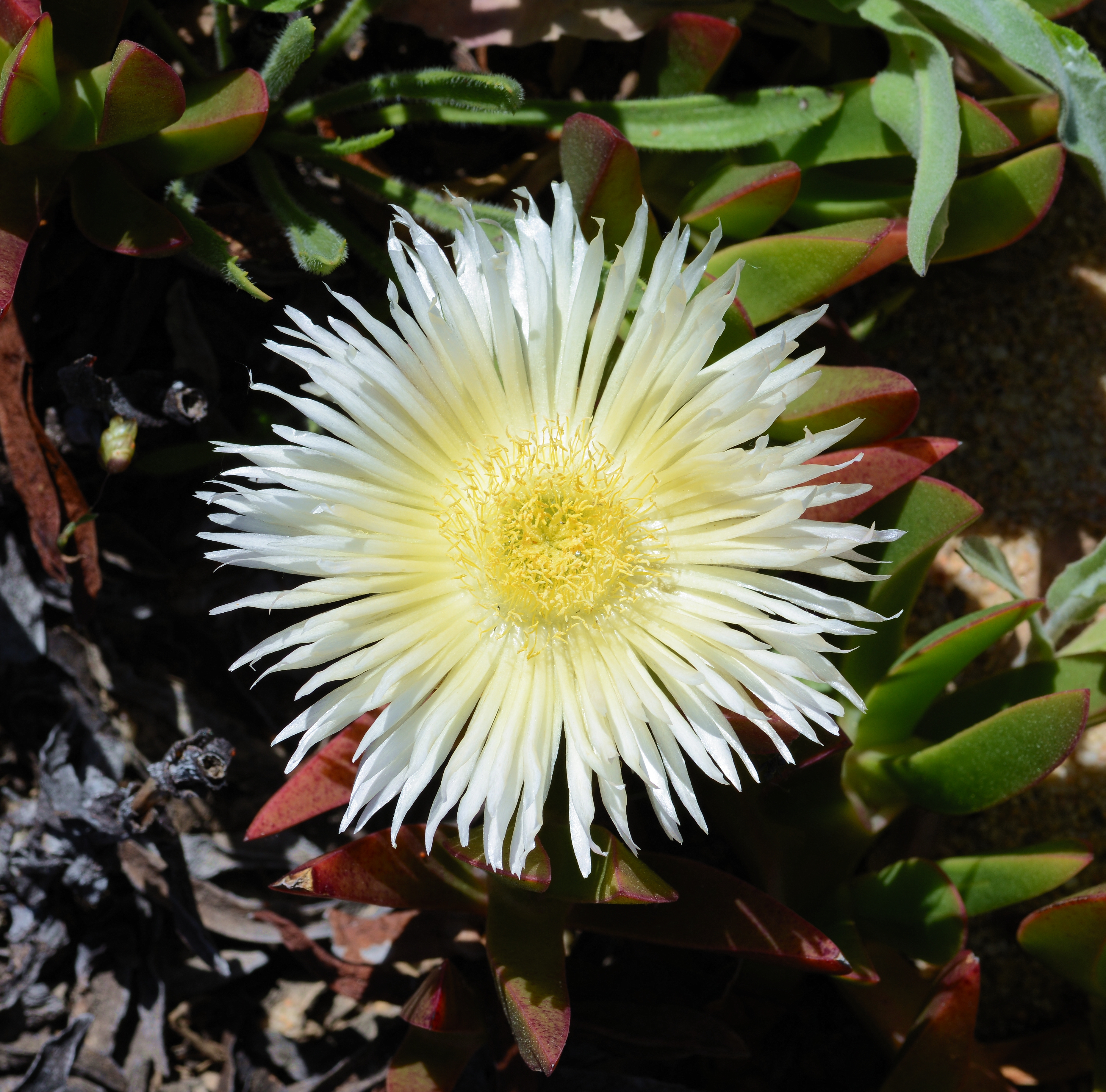 Carpobrotus May 2014-2