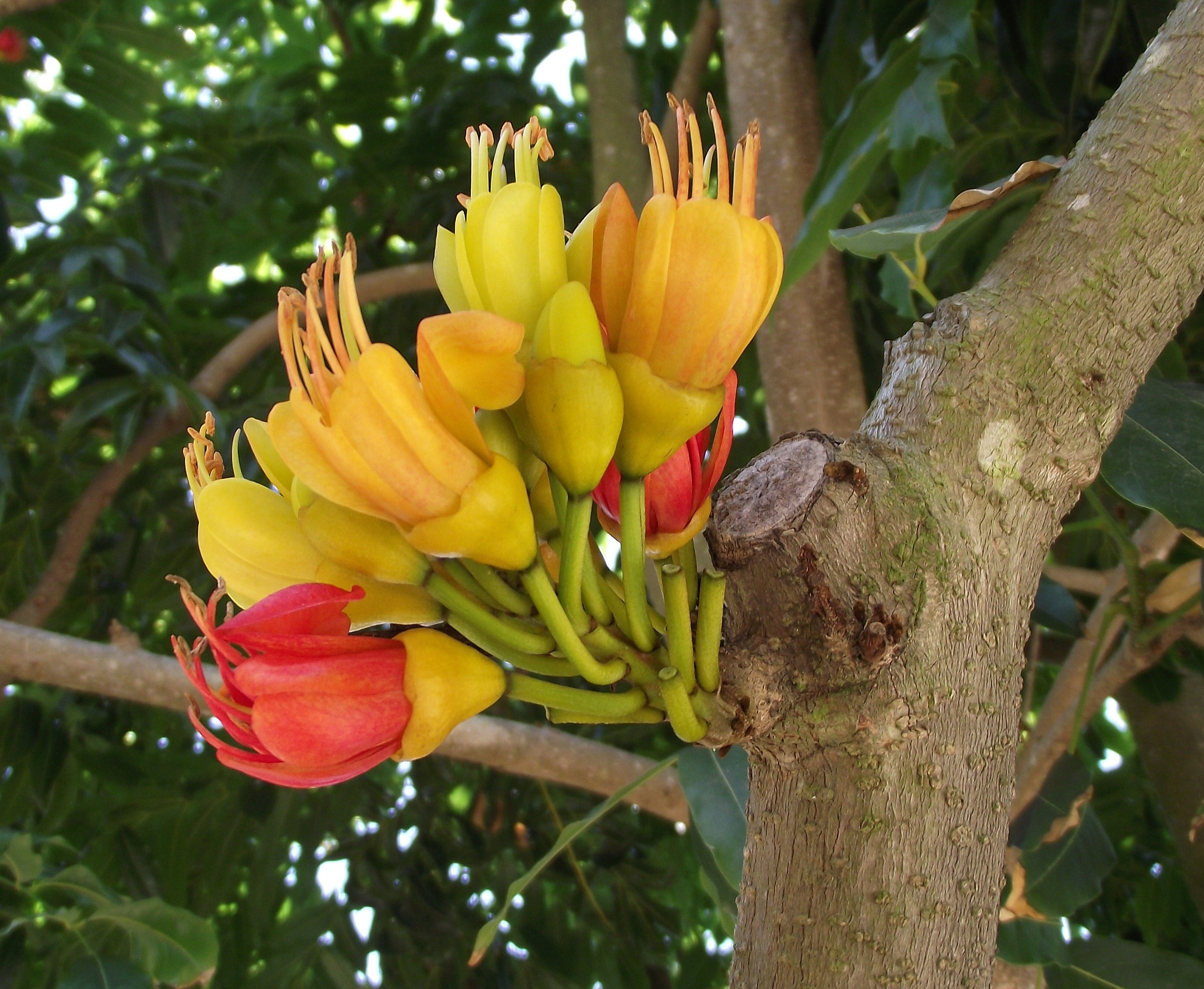 Castanospermumaustrale2