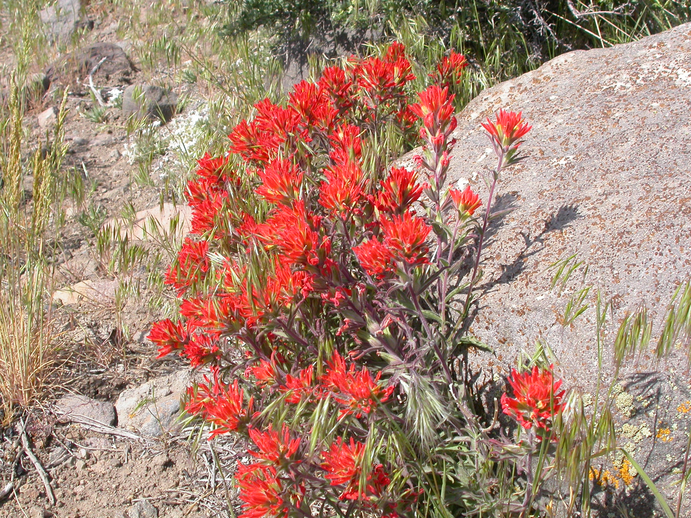 Castilleja chromosa (8225429376)