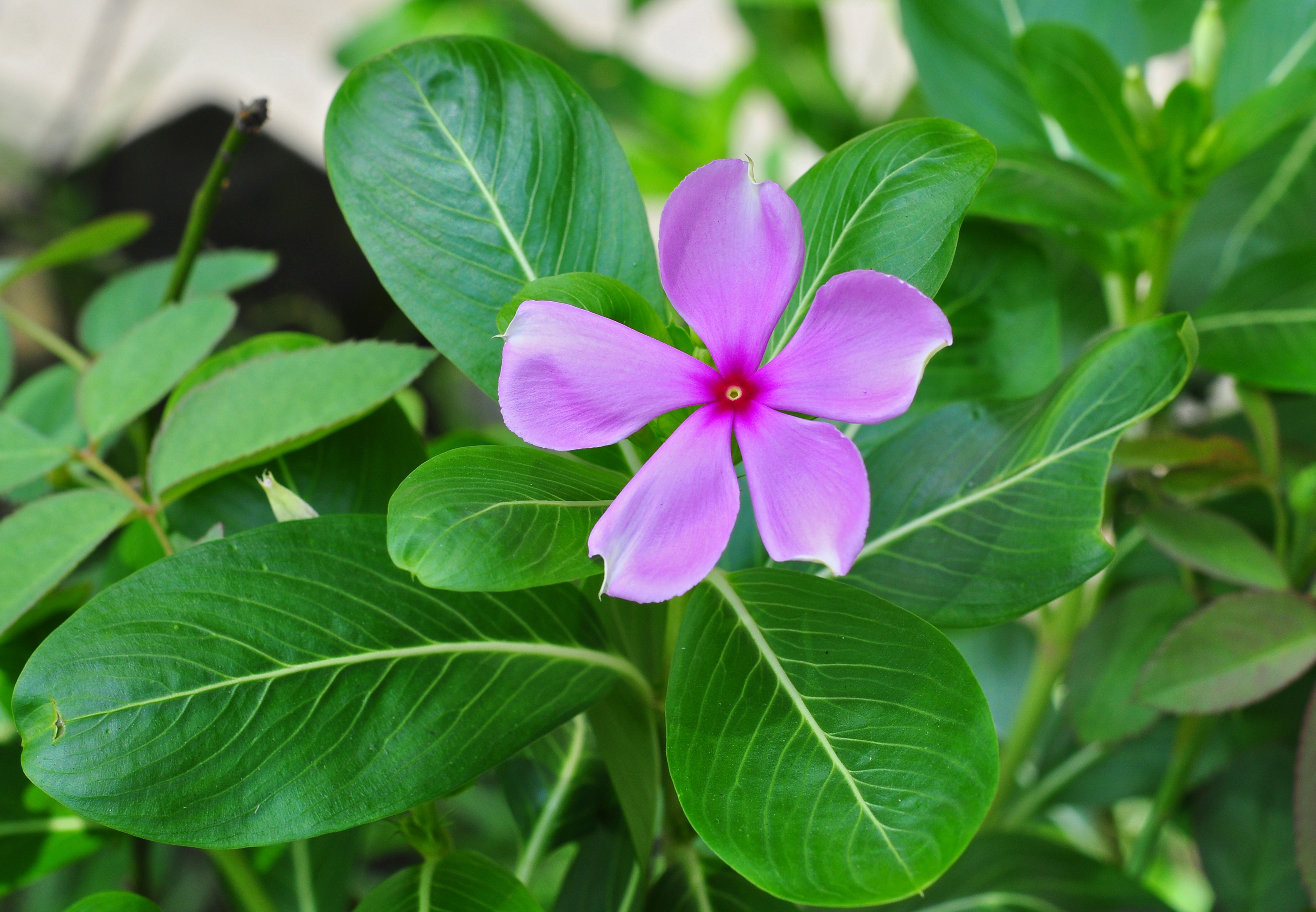 Catharanthus roseus24 08 2012 (1)