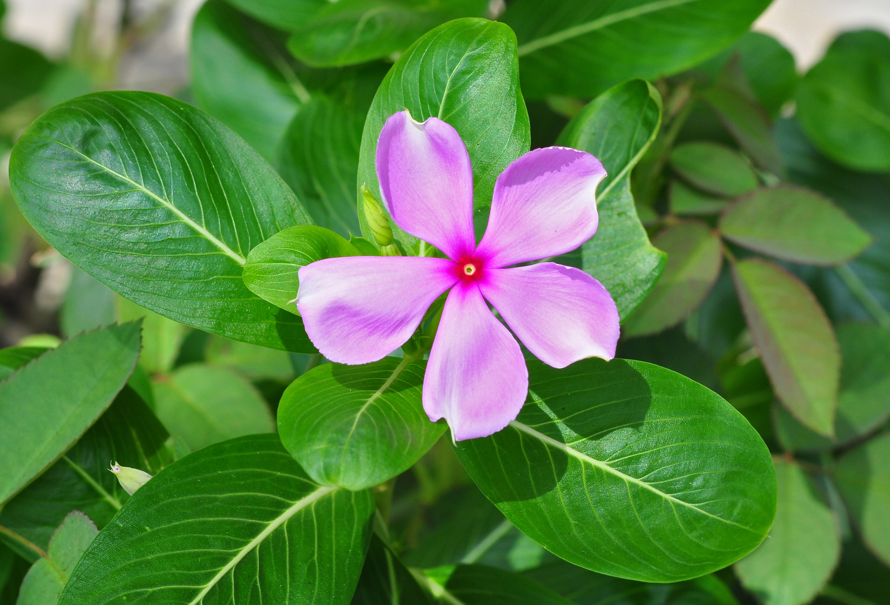 Catharanthus roseus24 08 2012 (2)