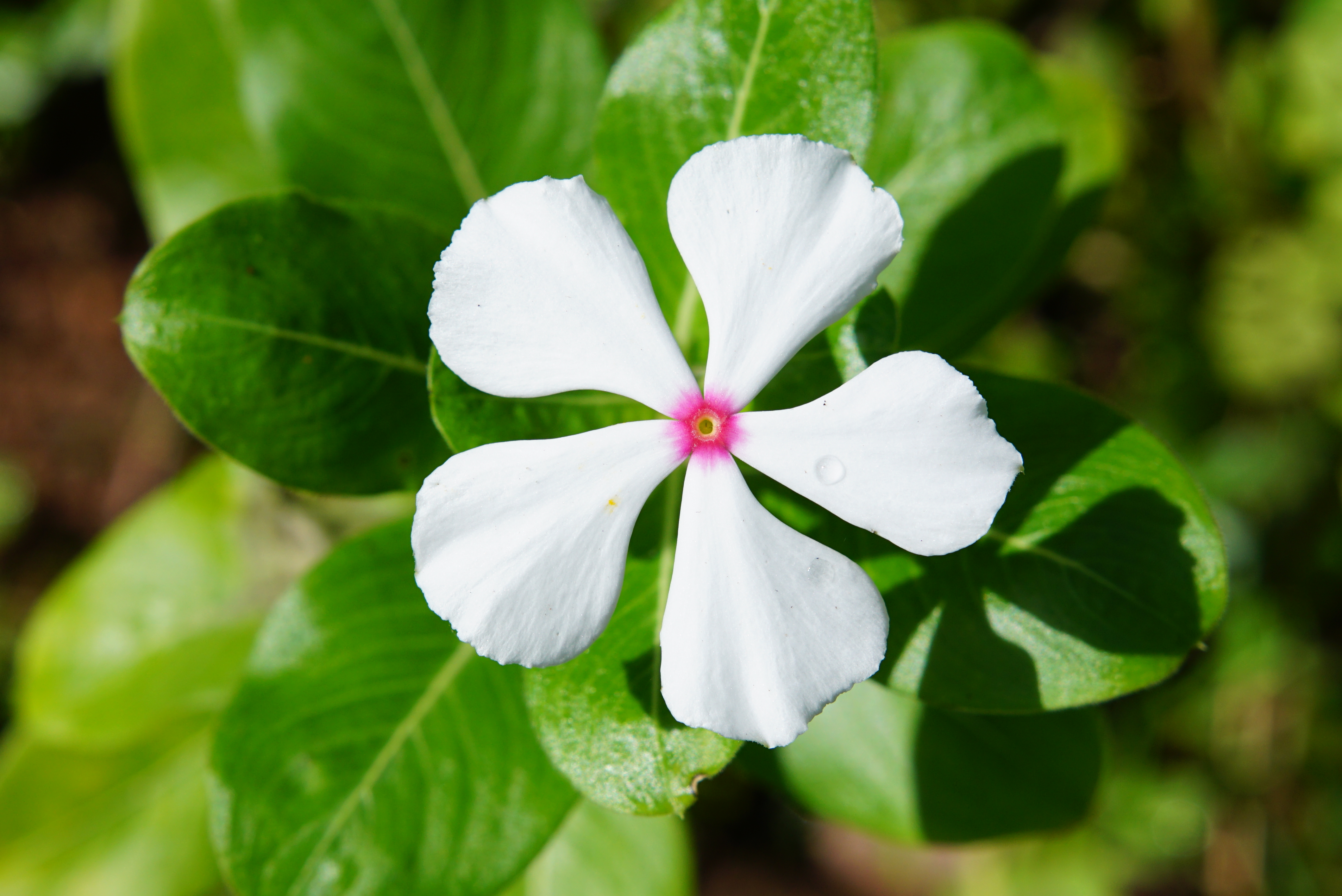 Catharanthus roseus 01450