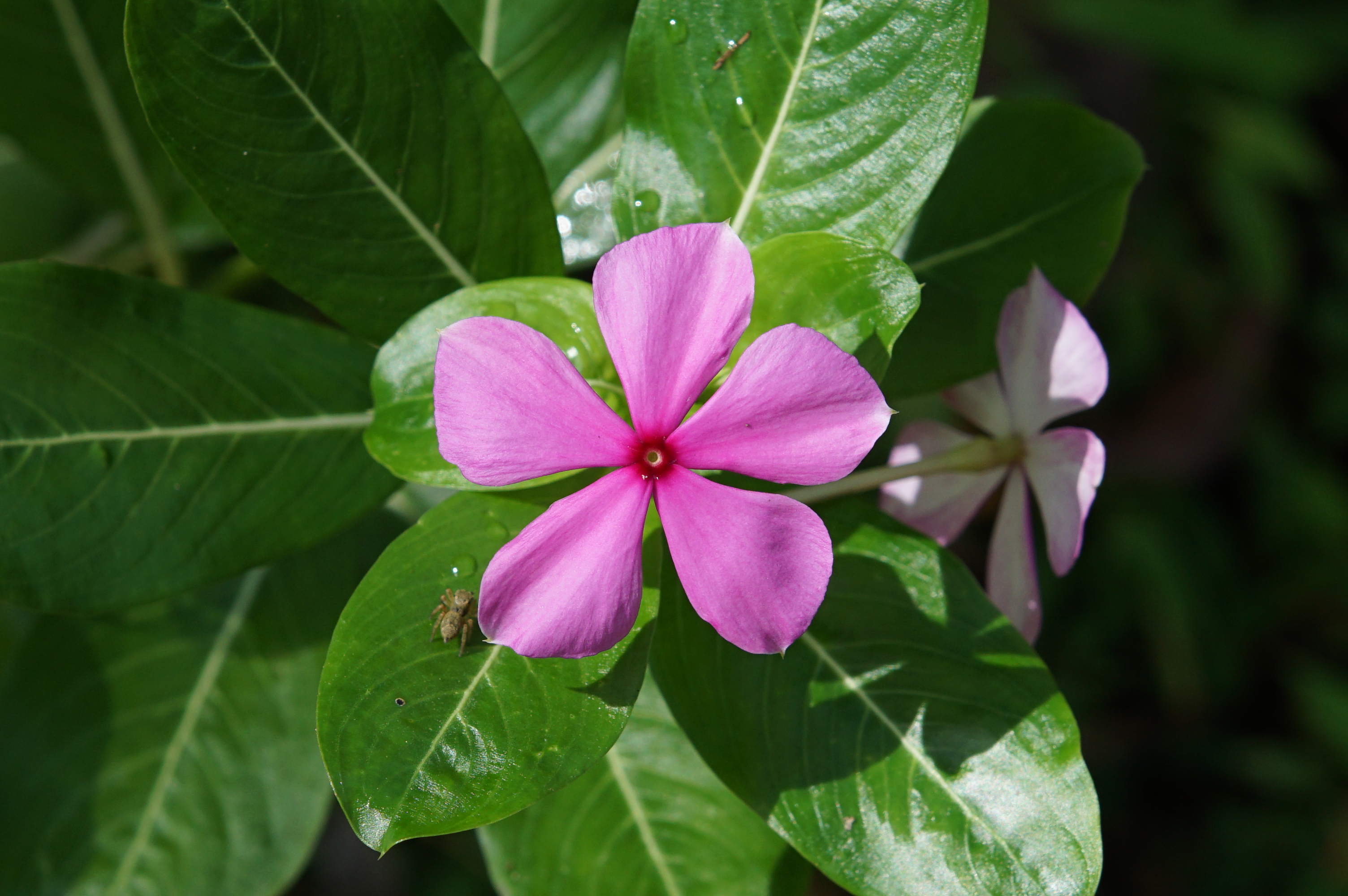 Catharanthus roseus 01498