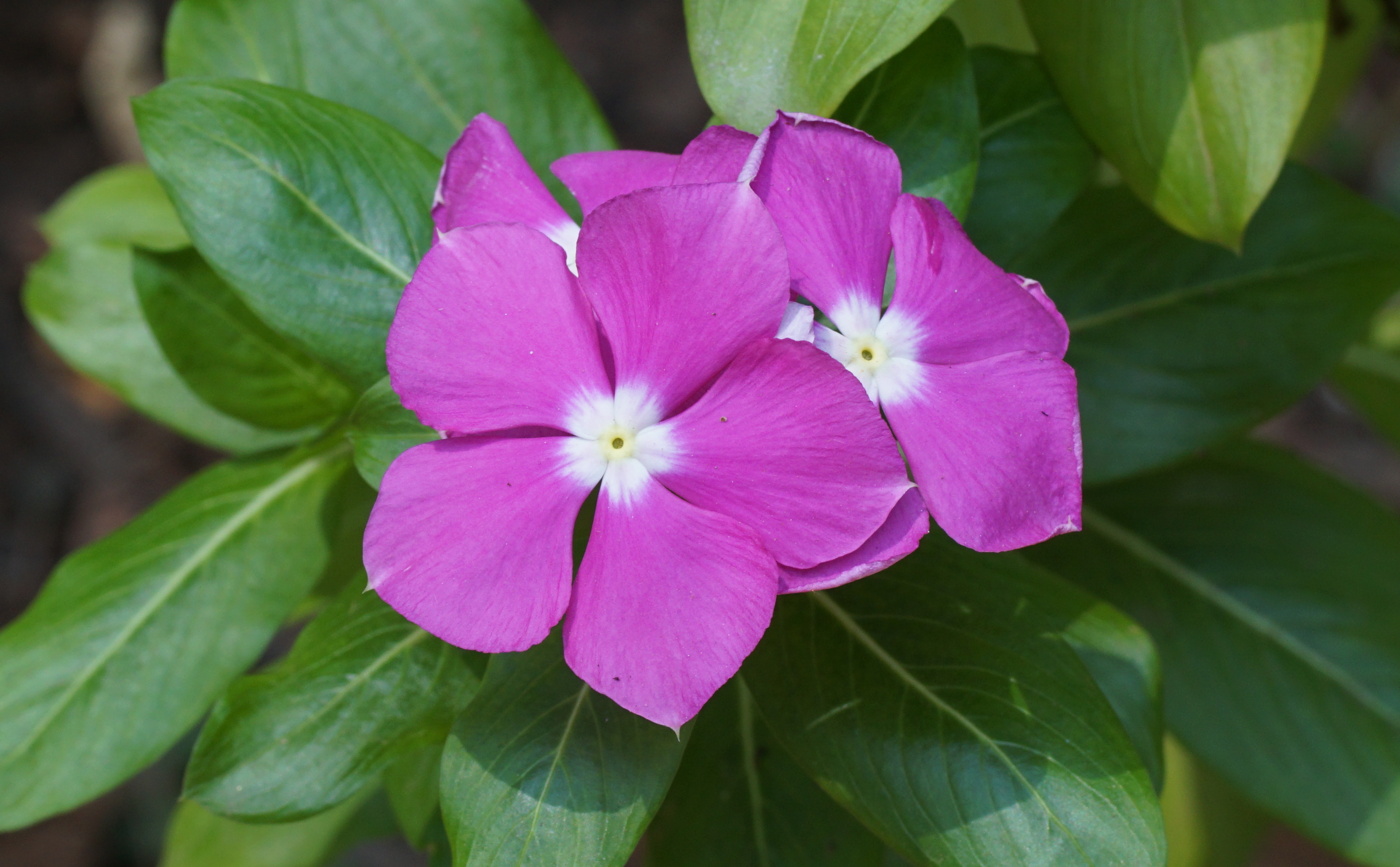 Catharanthus roseus 08806