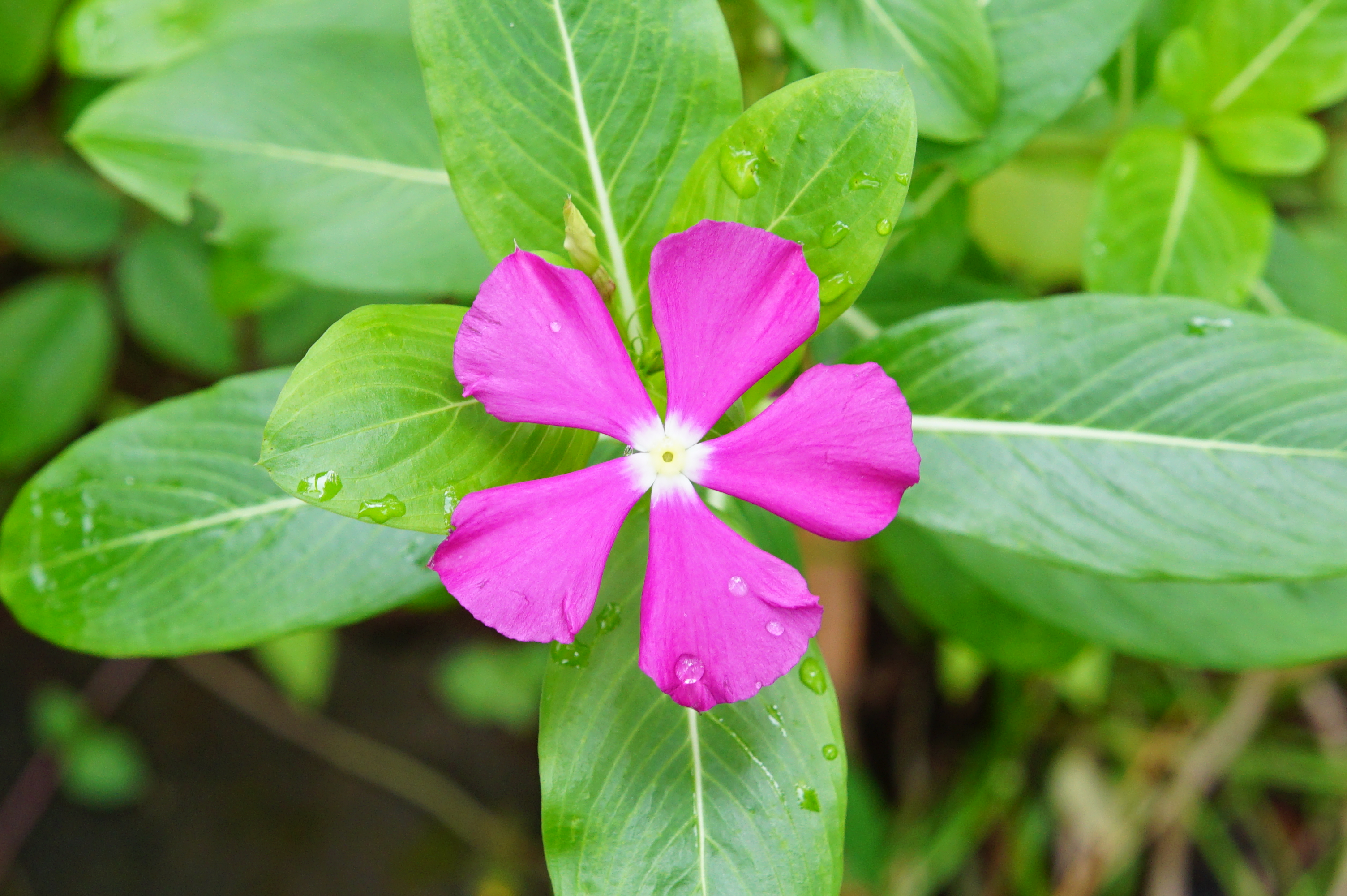 Catharanthus roseus 09999