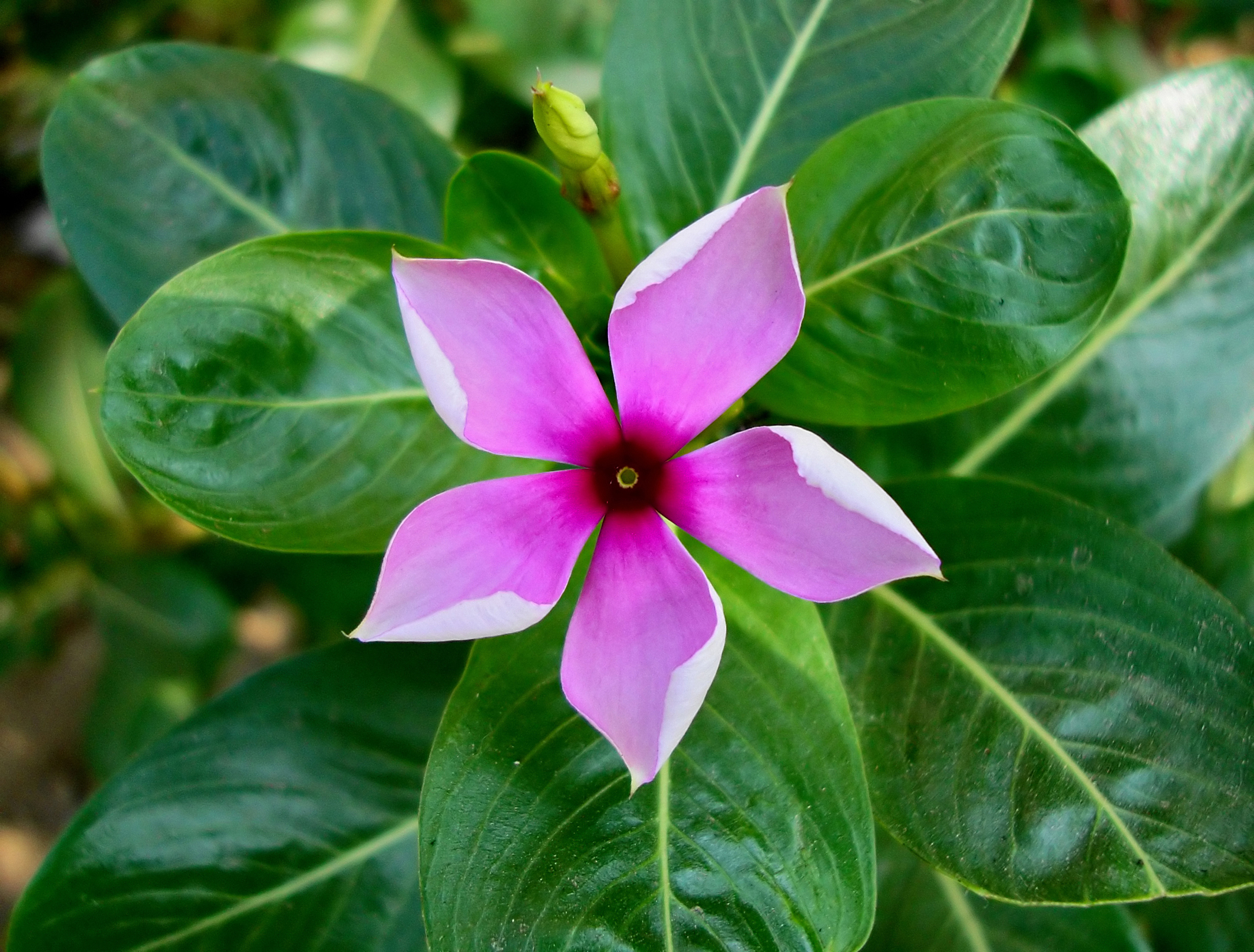 Catharanthus roseus 26 10 2009
