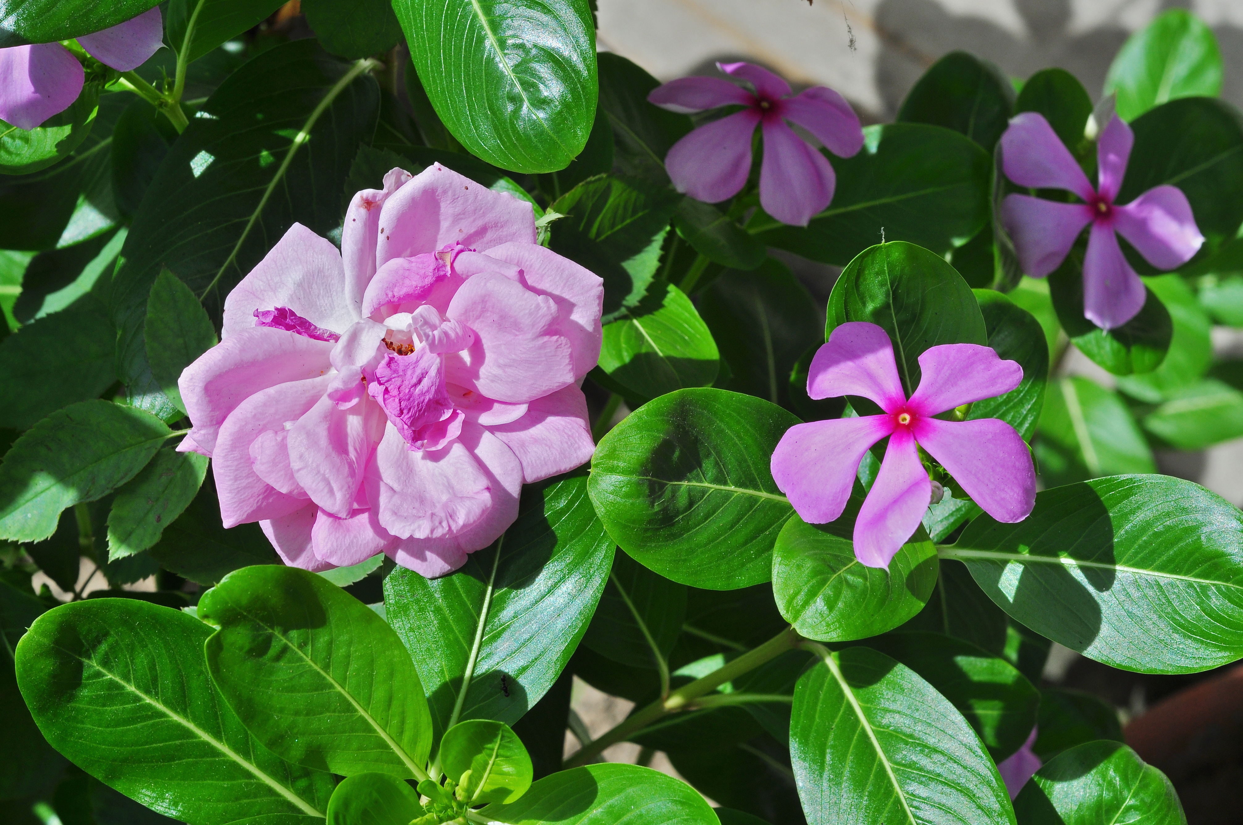 Catharanthus roseus and Rosa indica, West Bengal, India 20120903
