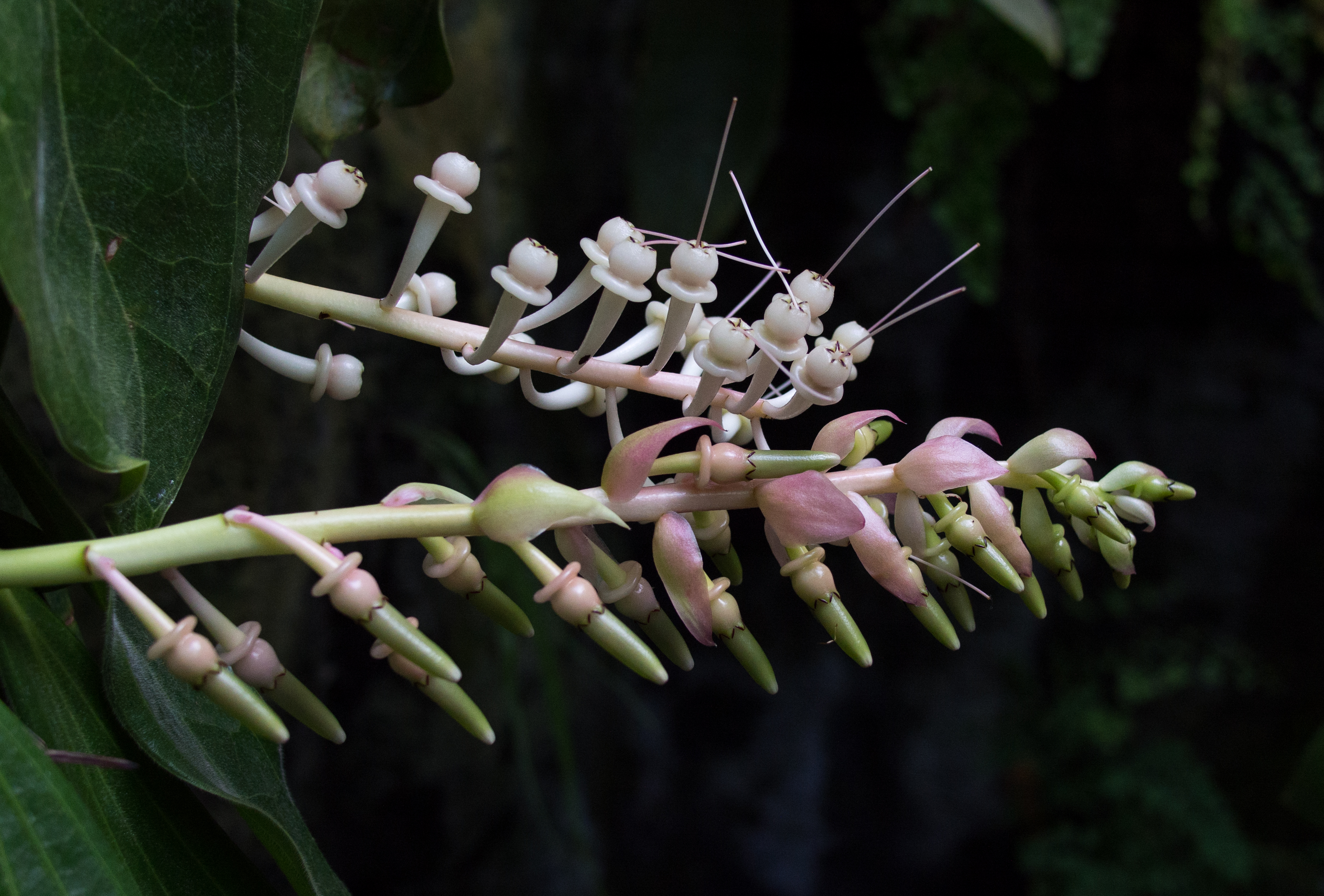 Cavendishia grandifolia (70318)