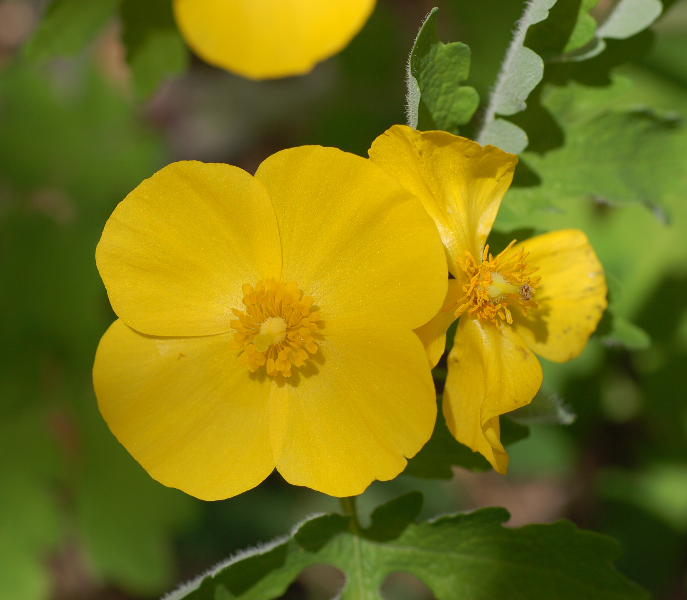 Celandine Poppy Stylophorum diphyllum Flower 2290px
