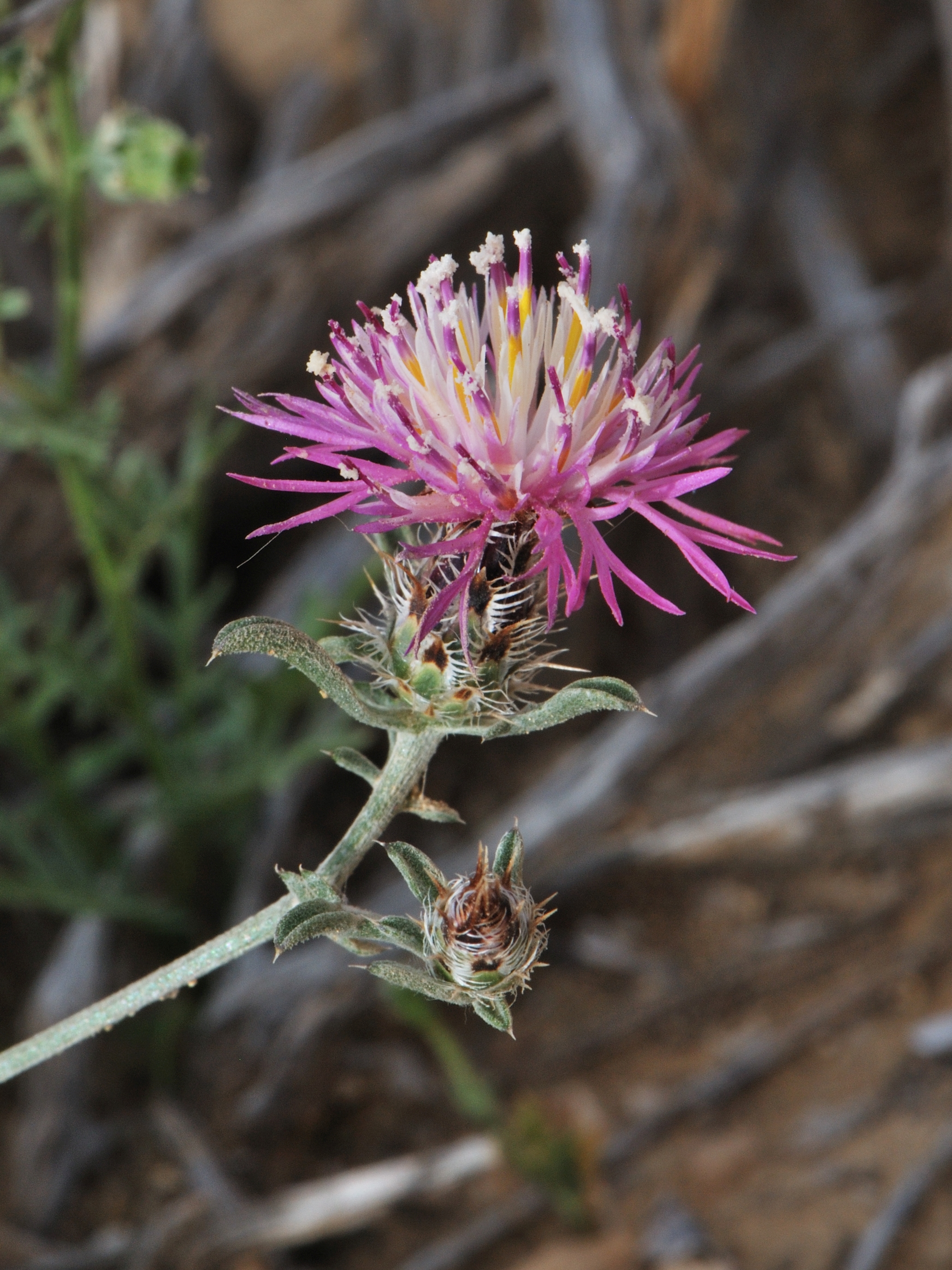 Centaurea ammocyanus 1