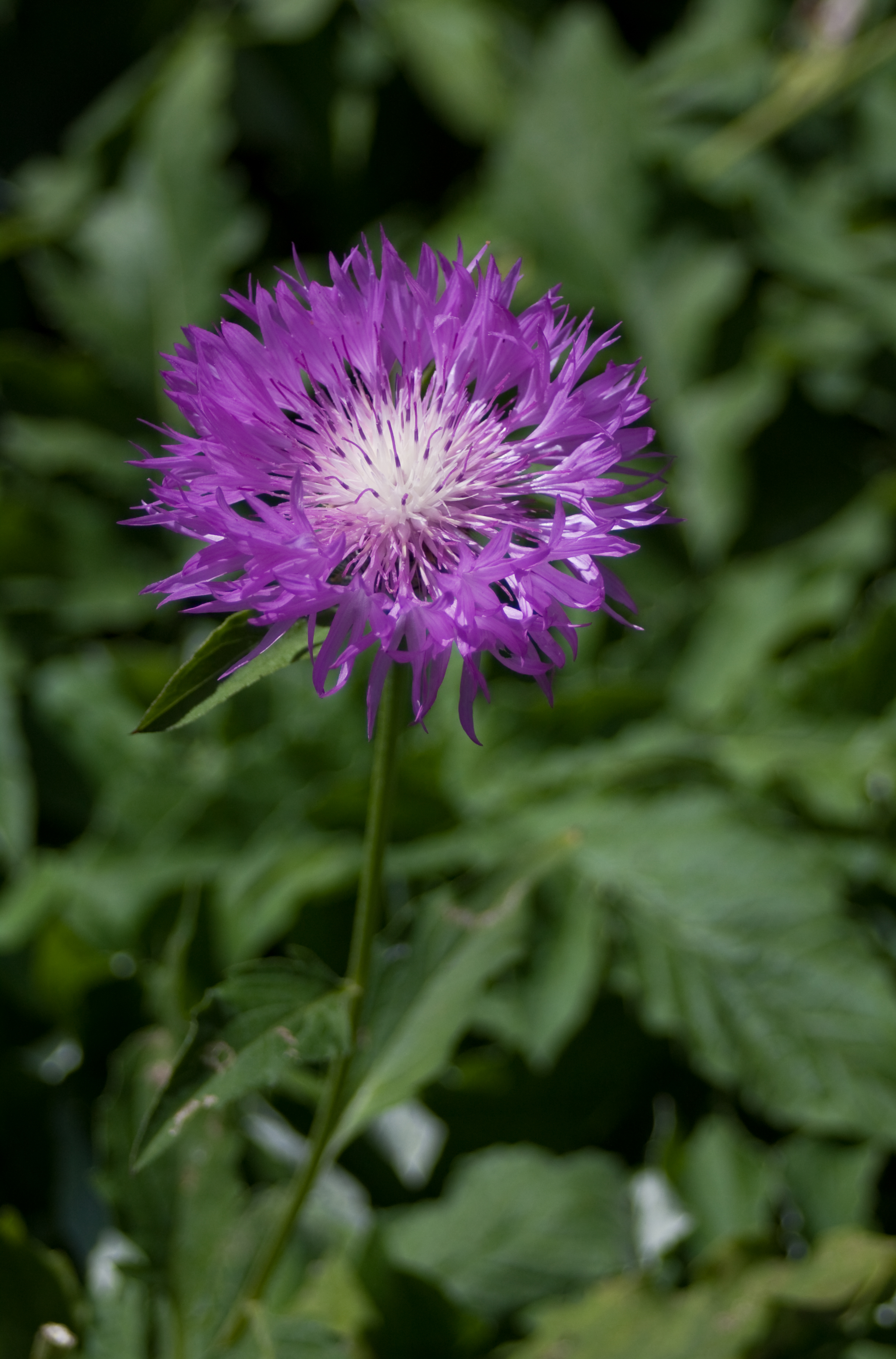 Centaurea dealbata-2558
