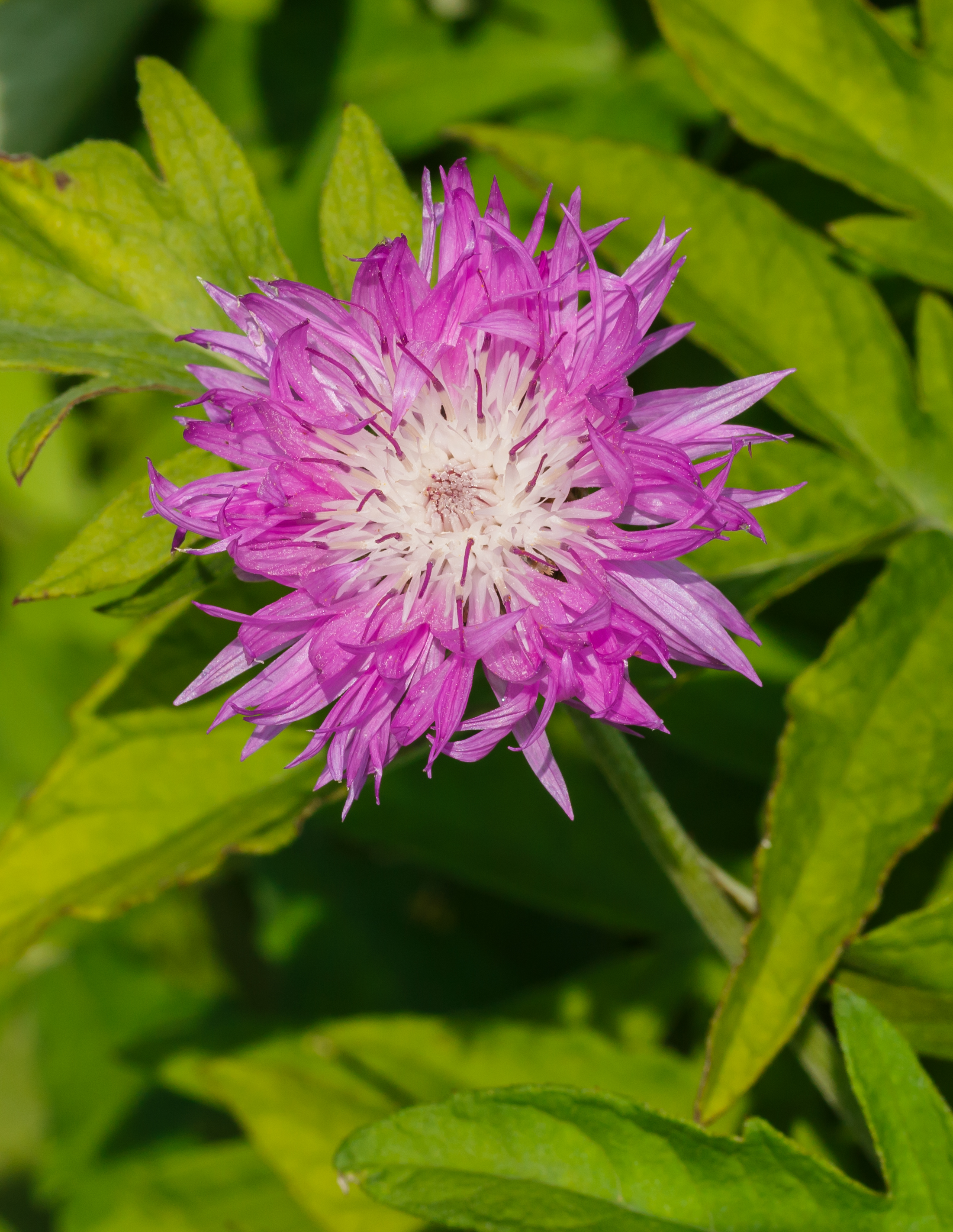 Centaurea dealbata 'Steenbergii'. Locatie, De Kruidhof Buitenpost 01