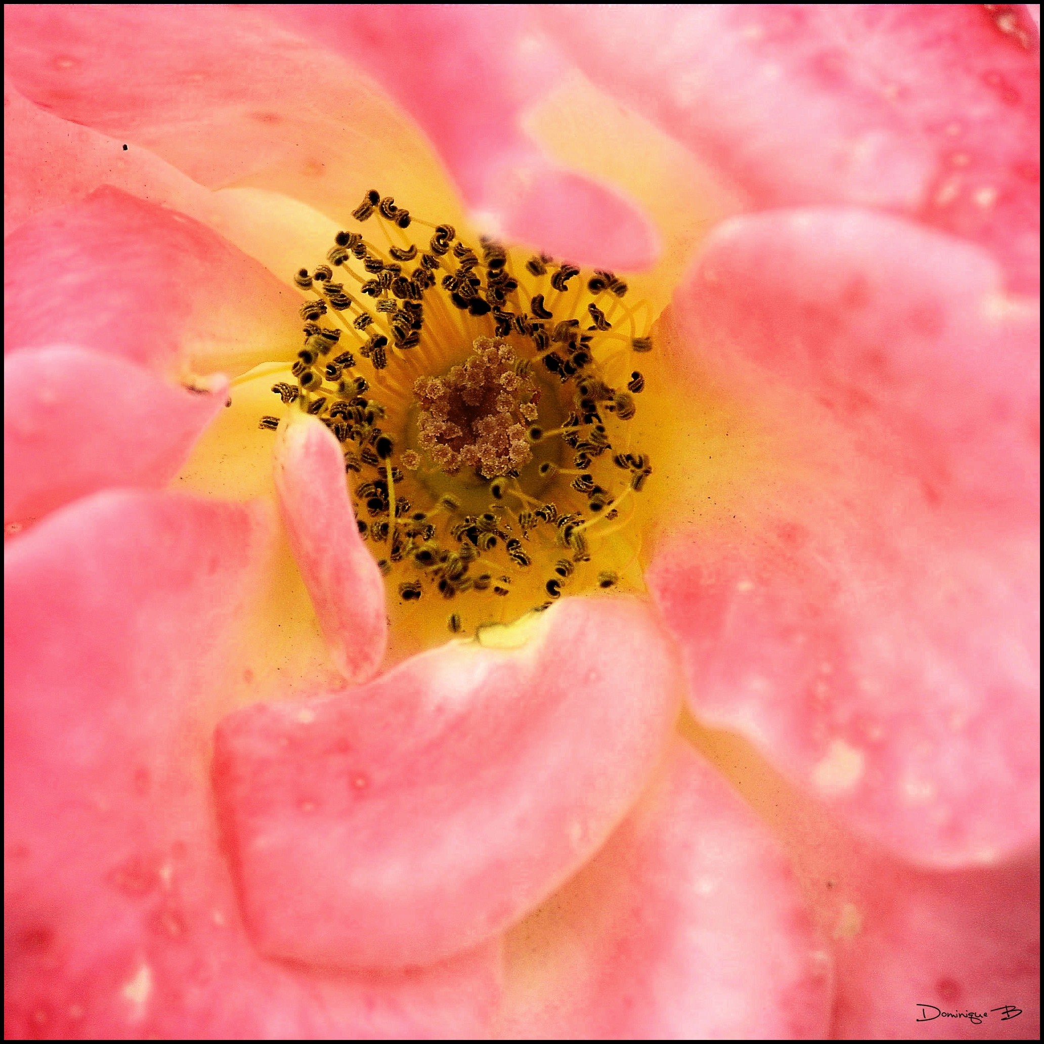 Centre de rose, rose-ok-sa