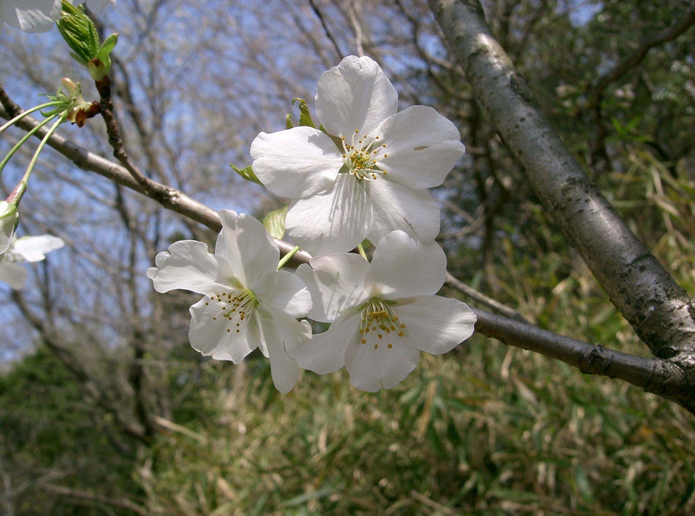 Cerasus speciosa3