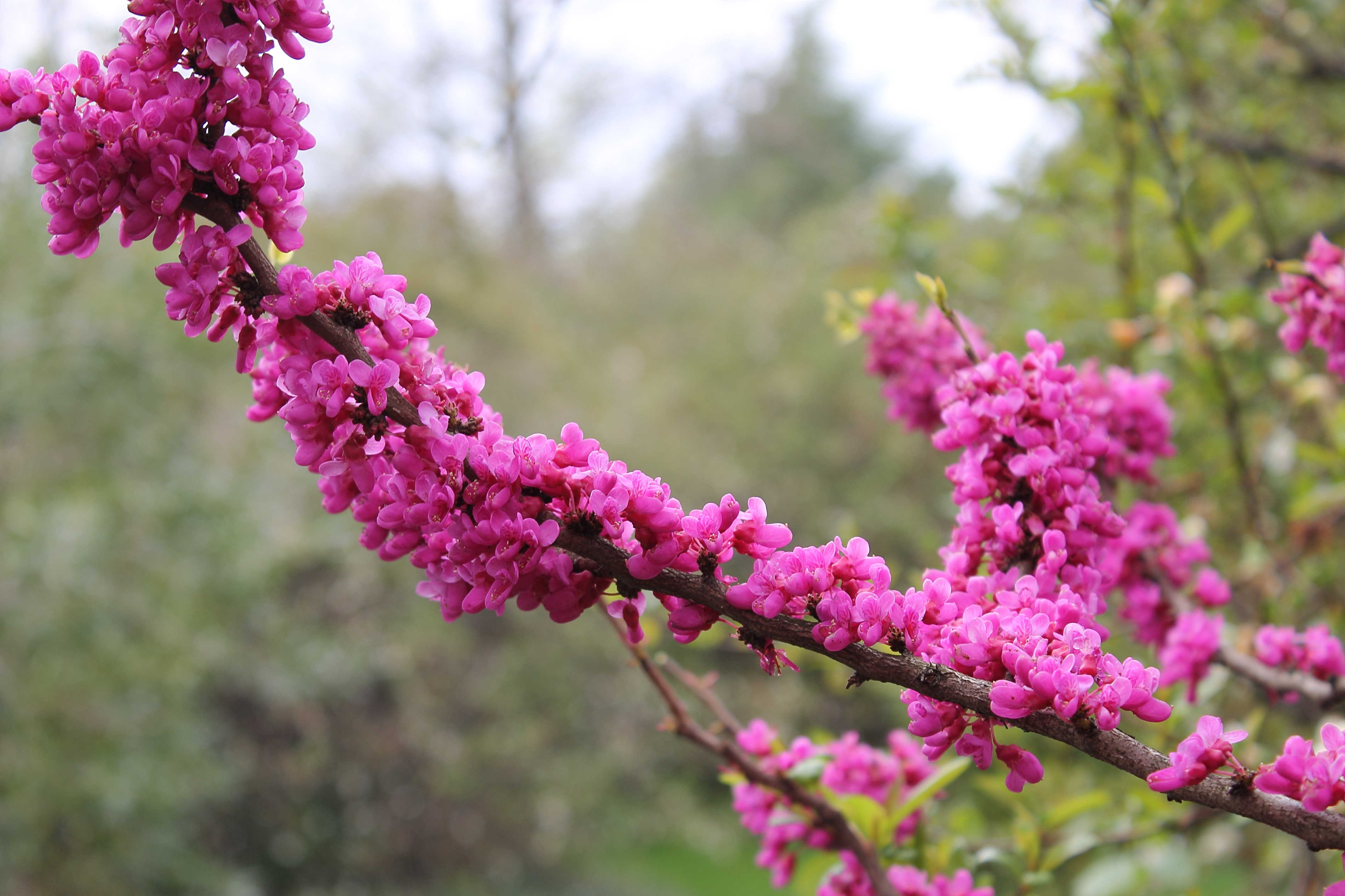 Cercis chinensis Sochi