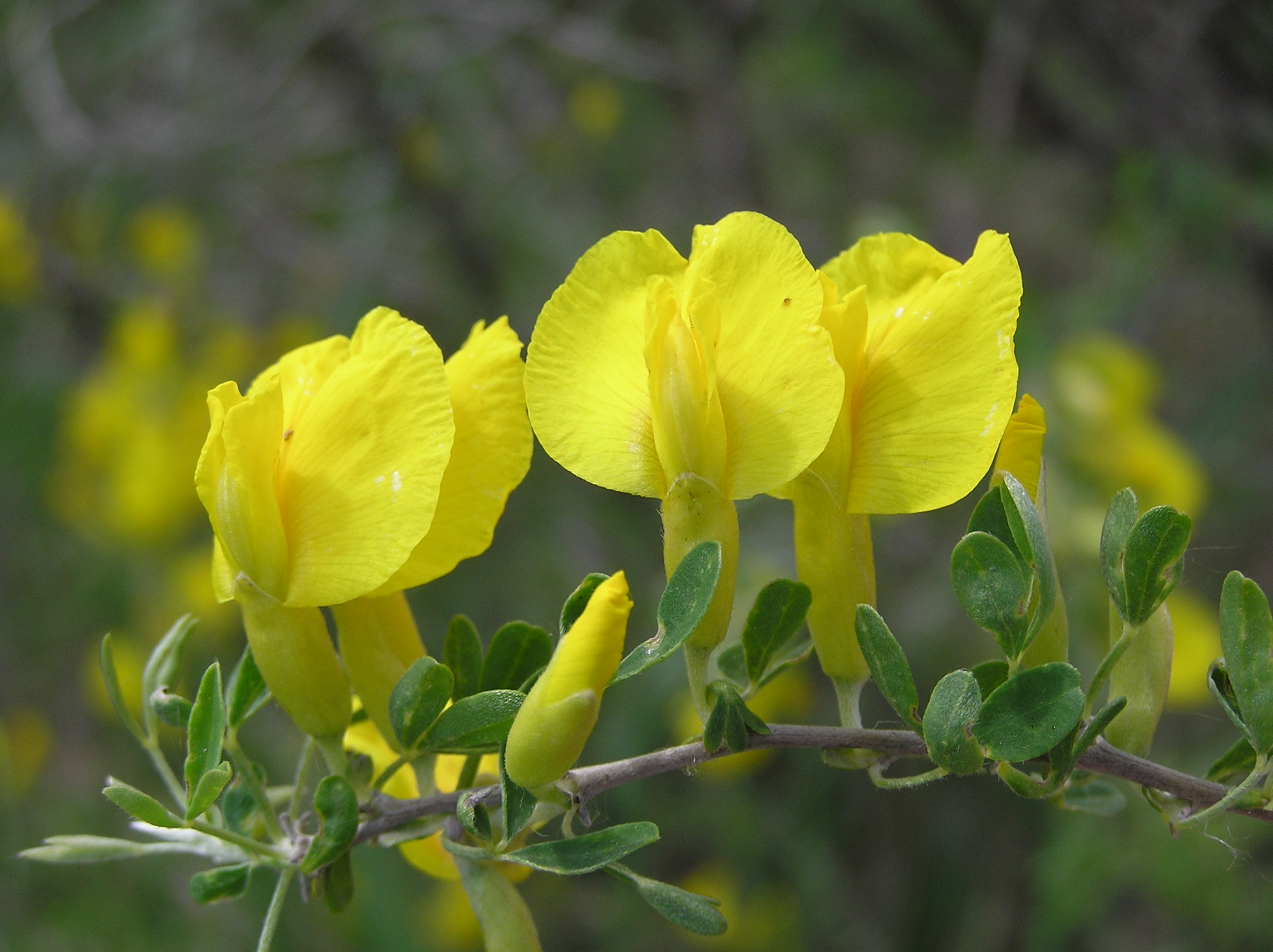 Chamaecytisus ruthenicus flowers big