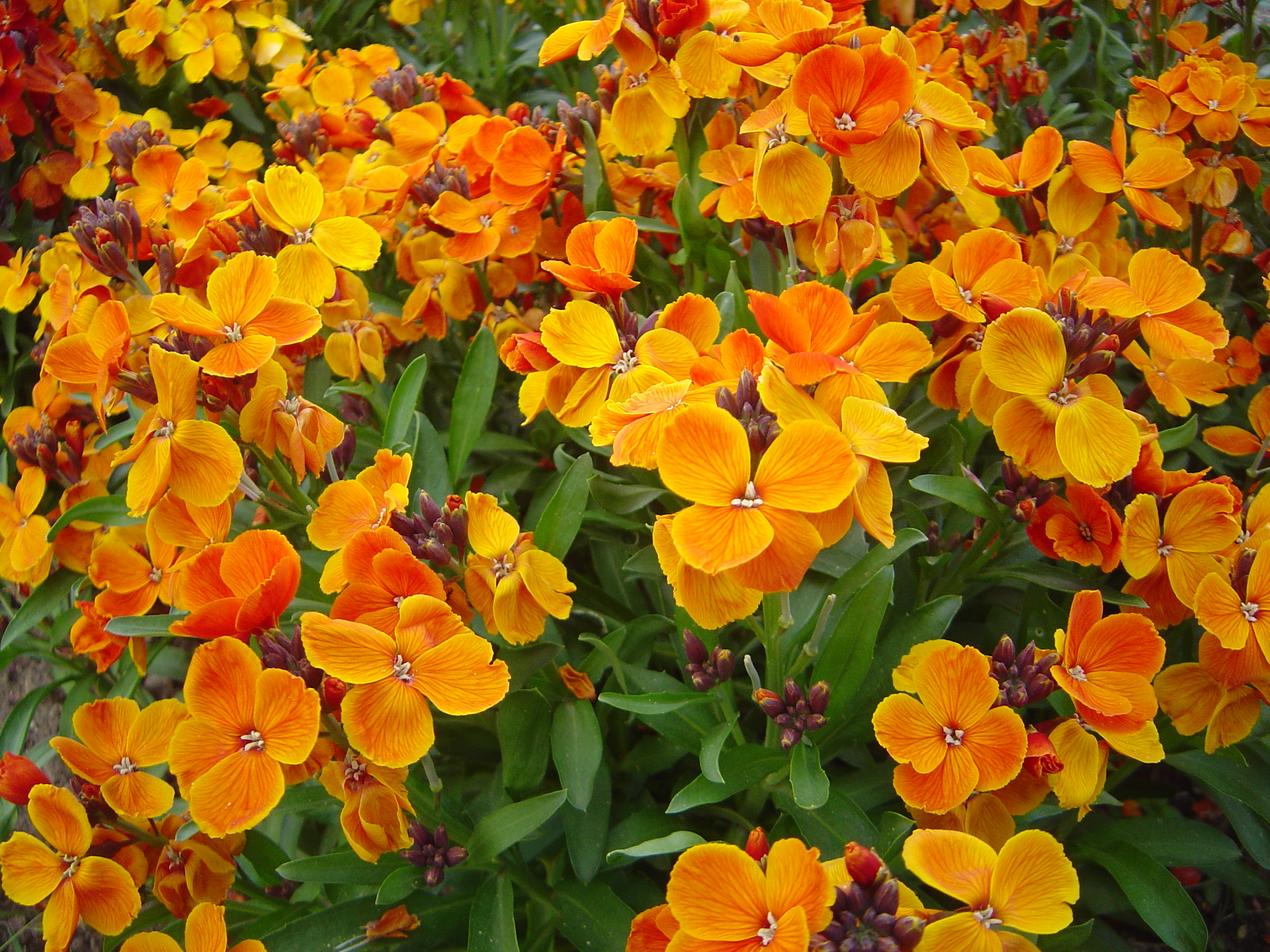 Cheiranthus cheiri L orange bedder dsc00903