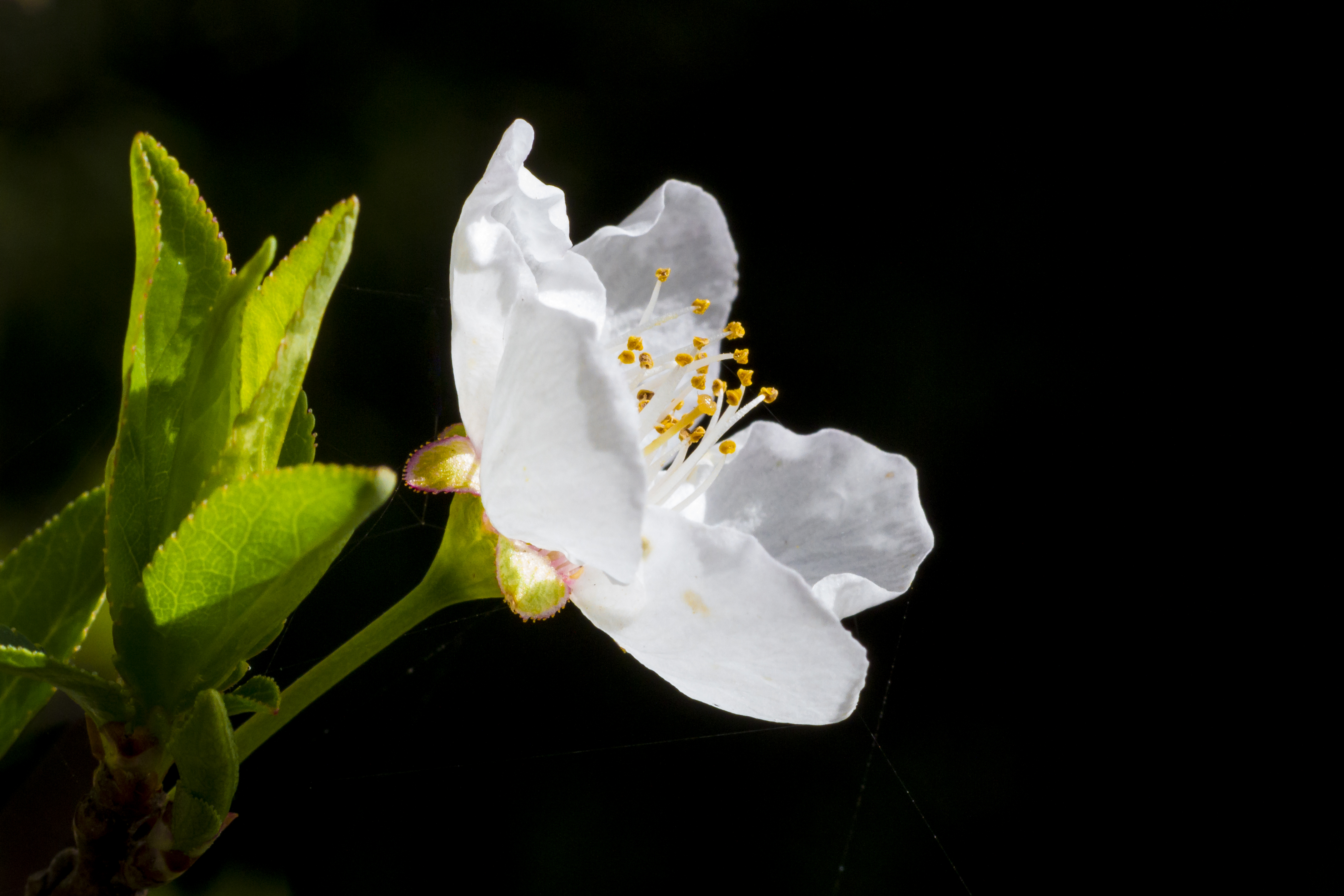 cherry blossom