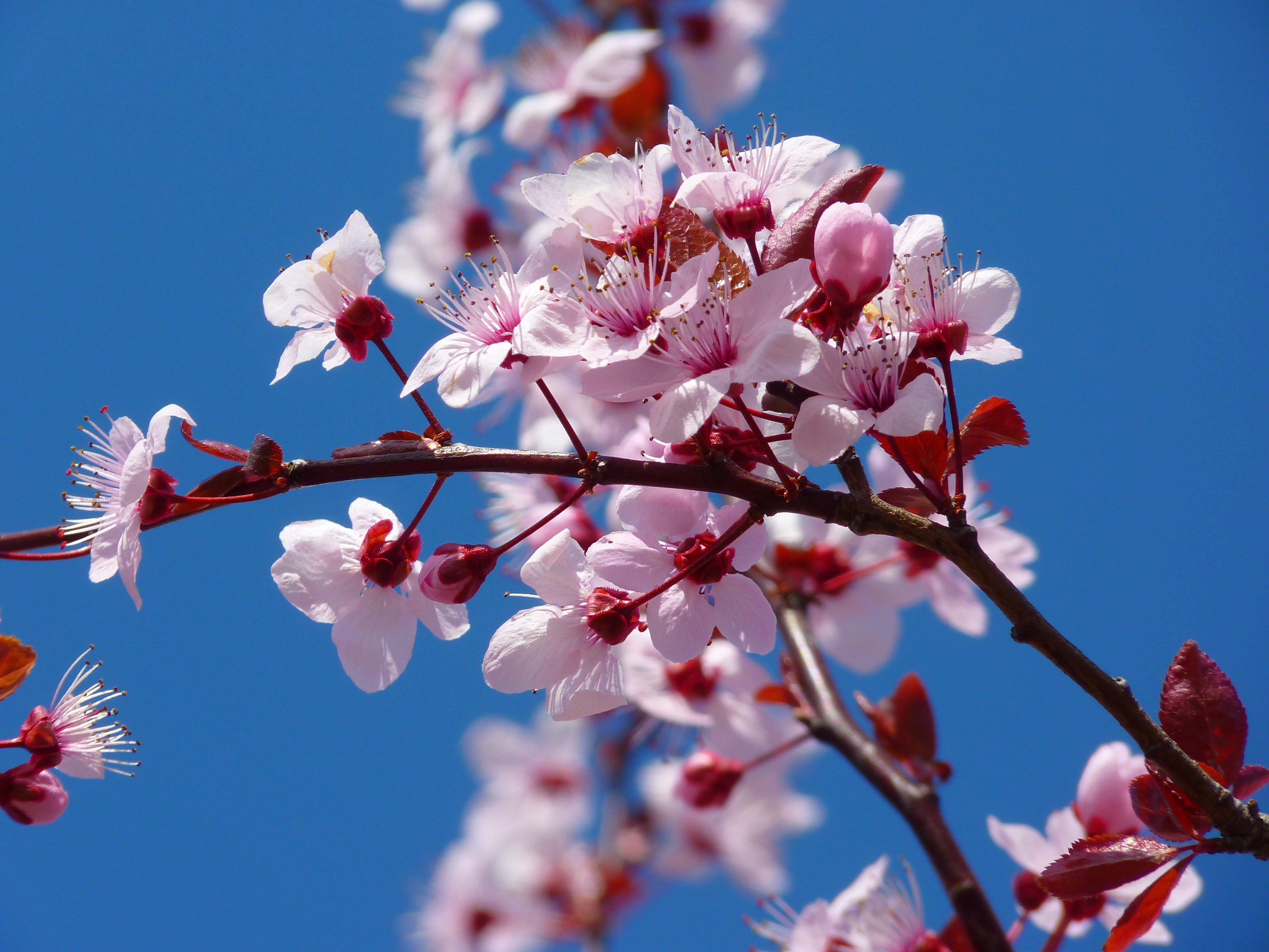 Cherry Blossom