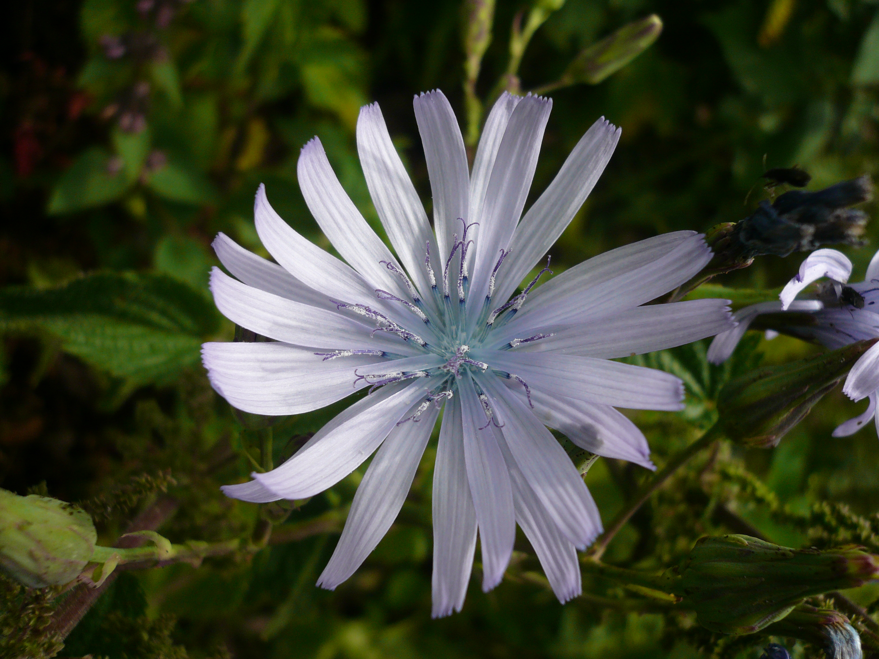 Chicorée sauvage