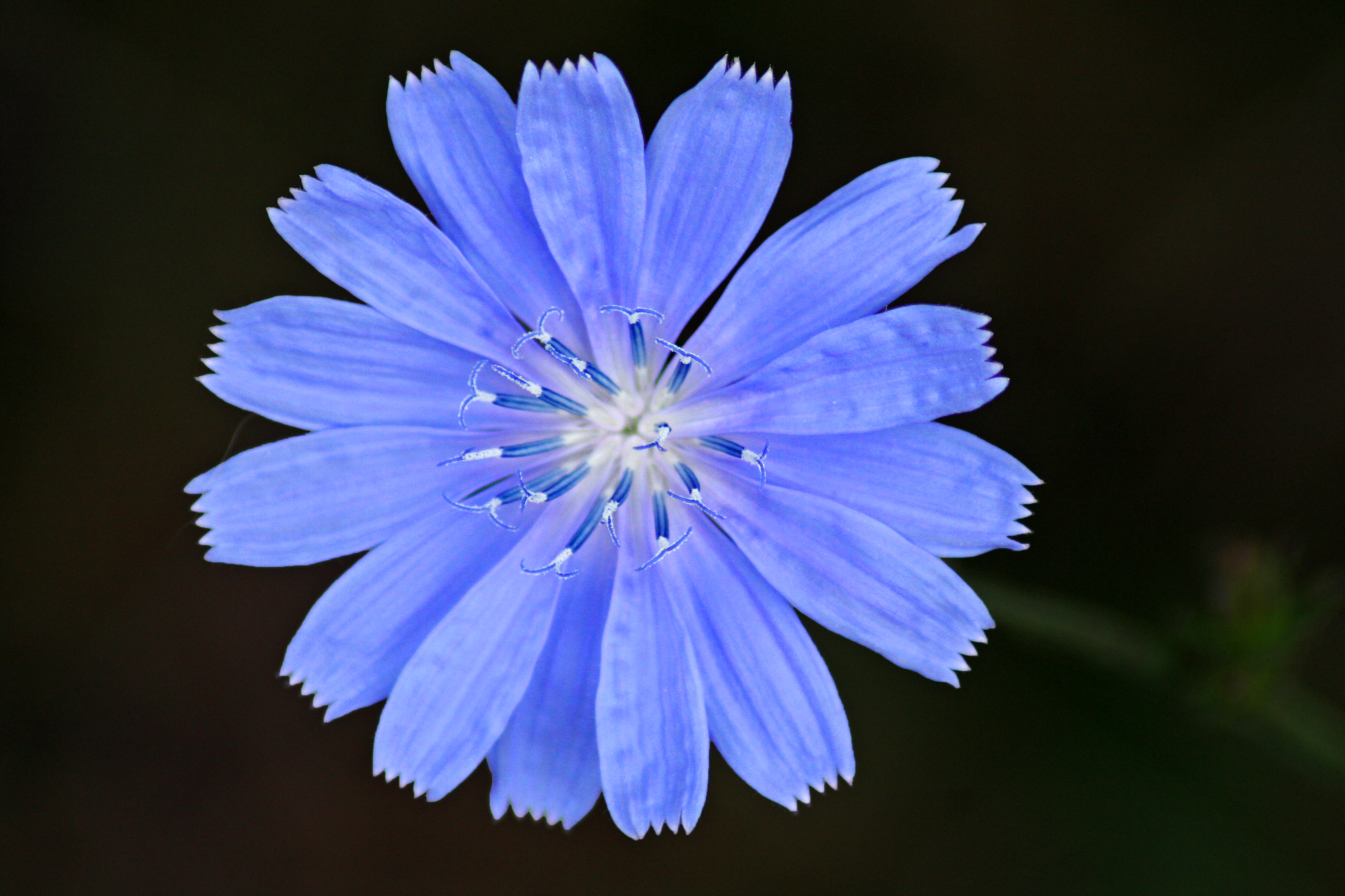 Chicory flower closeup