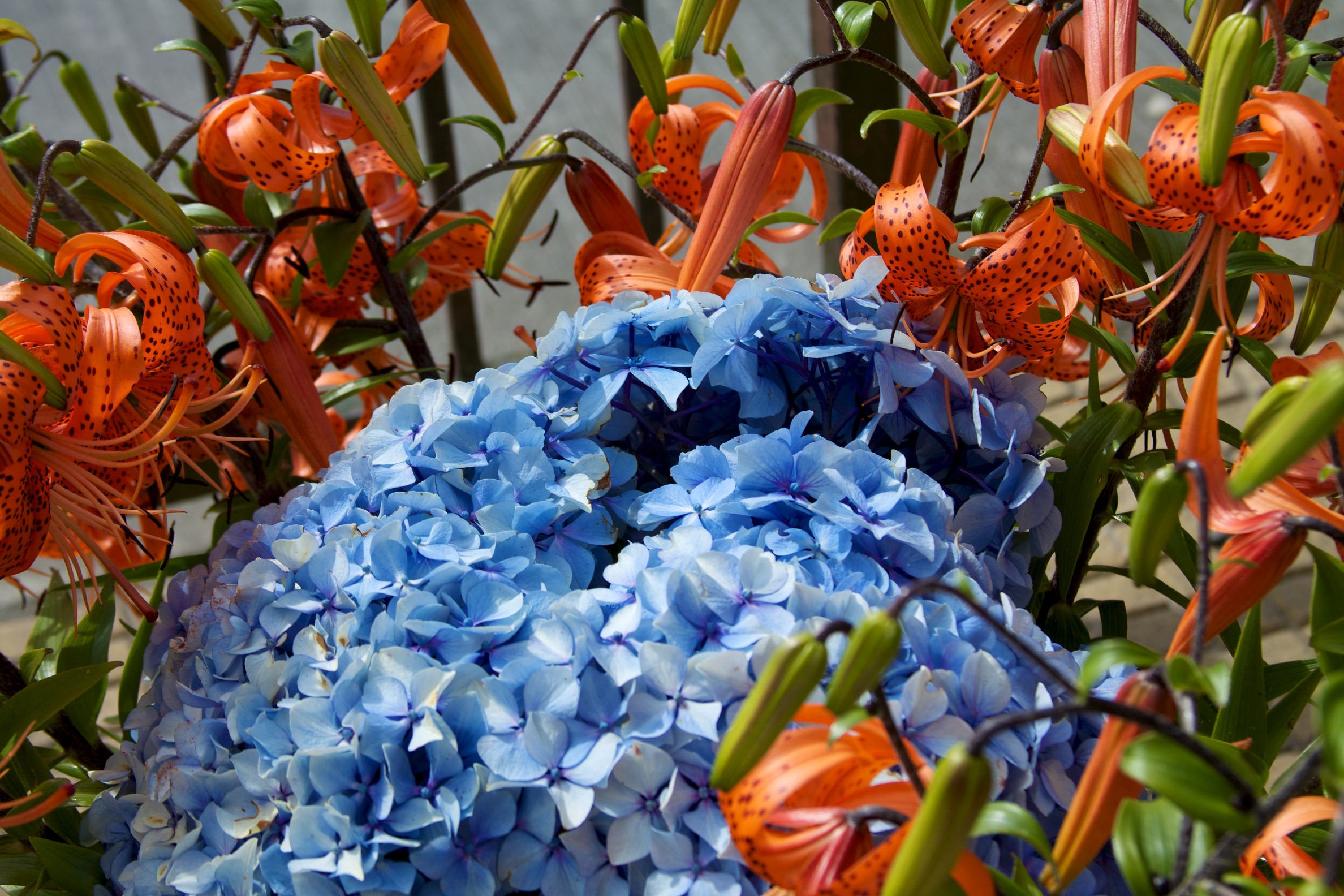 Chile - Puerto Montt 26 - flowers (6837480678)